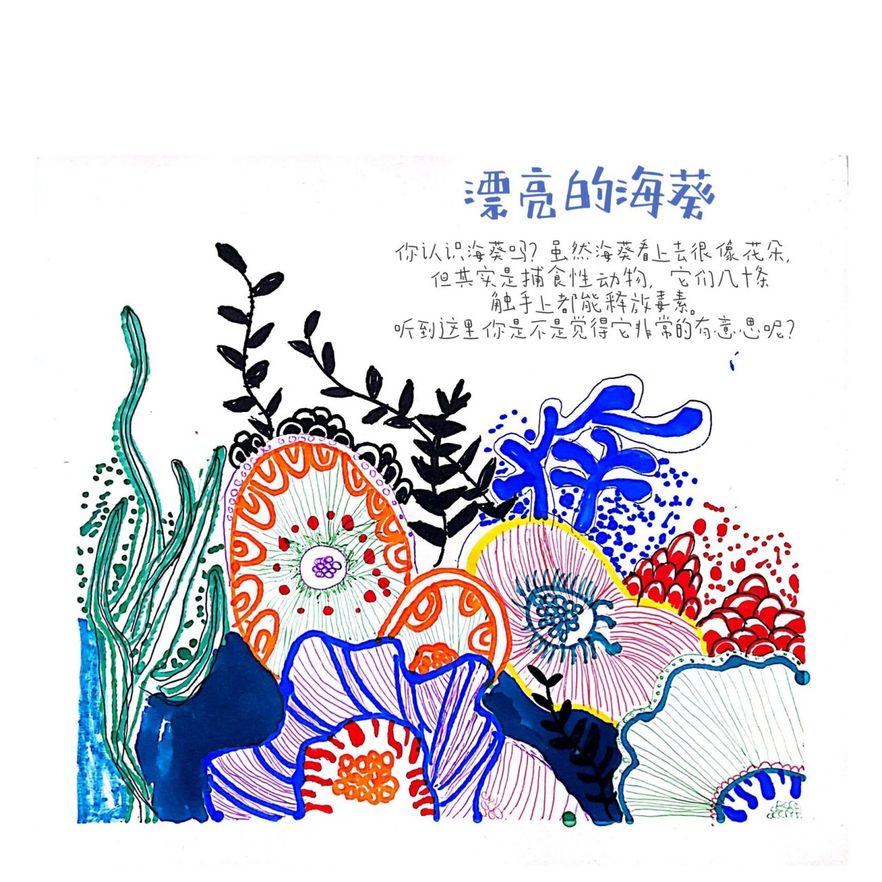 大班线描课题《漂亮的海葵》 锻炼小朋友的线条能力,给大班升一年级的