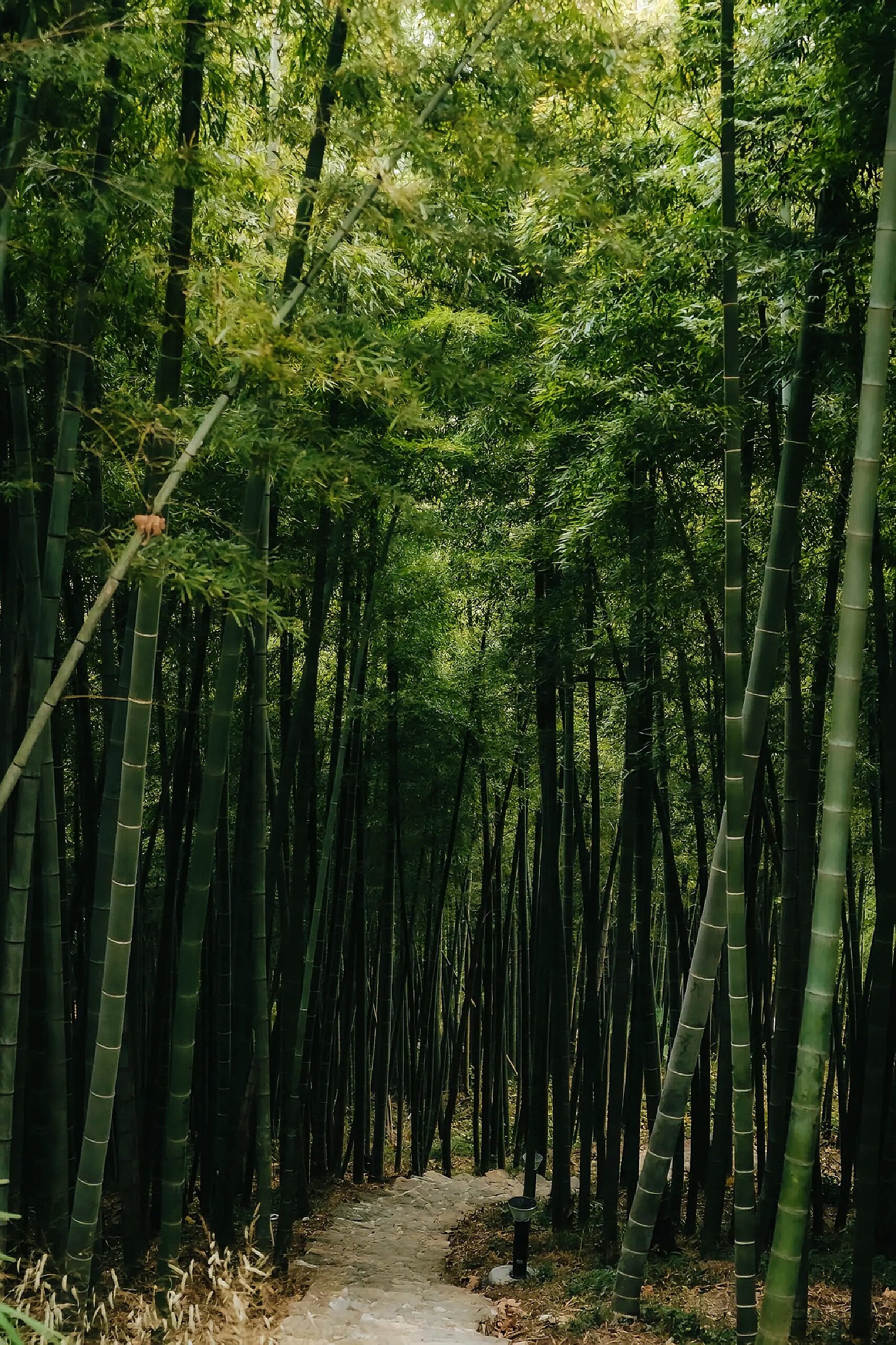 江浙沪赏枫93