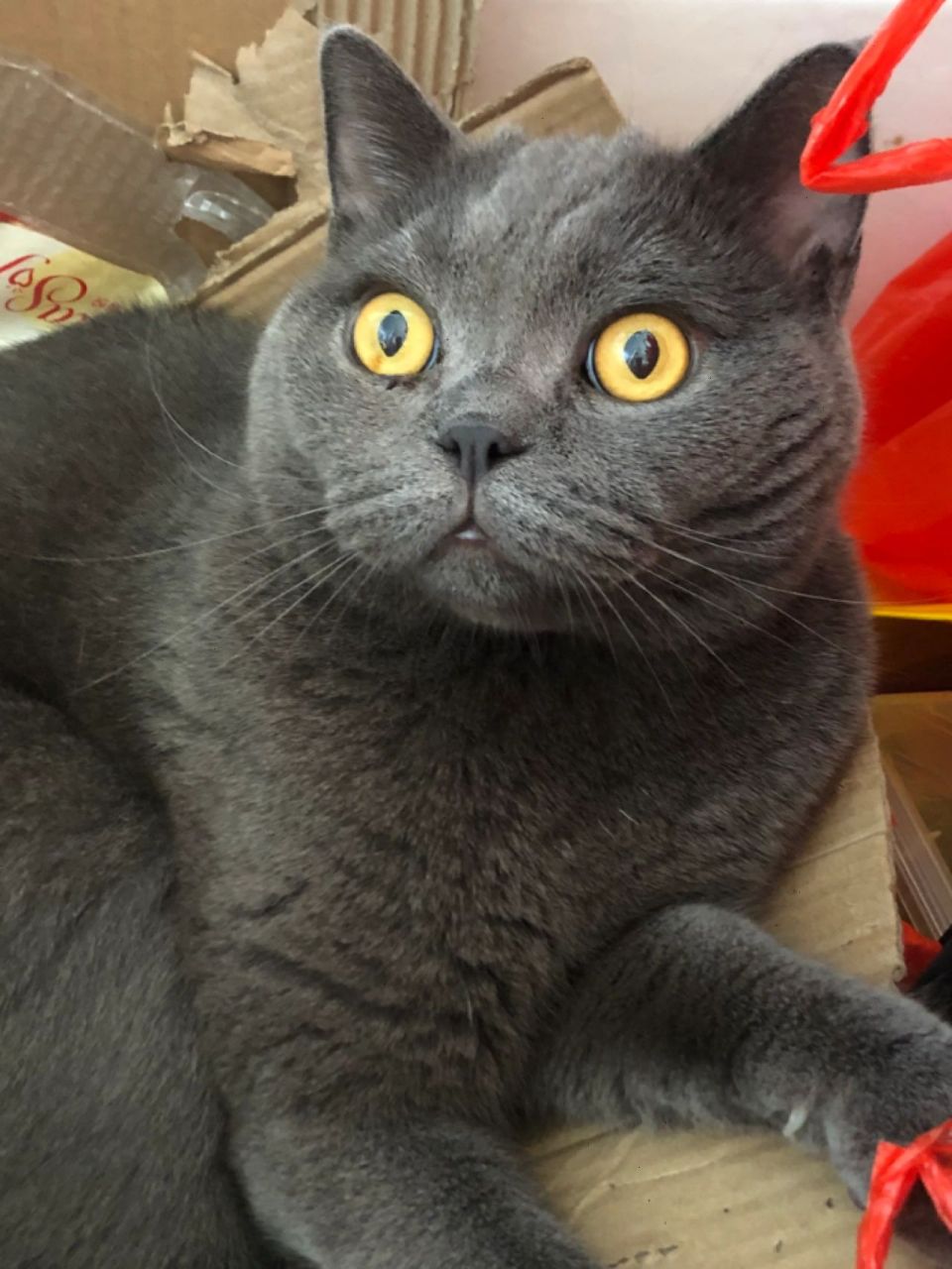 猫猫眼睛红色一块是怎么回事 图一是以前的照片,两只眼睛都是正常的