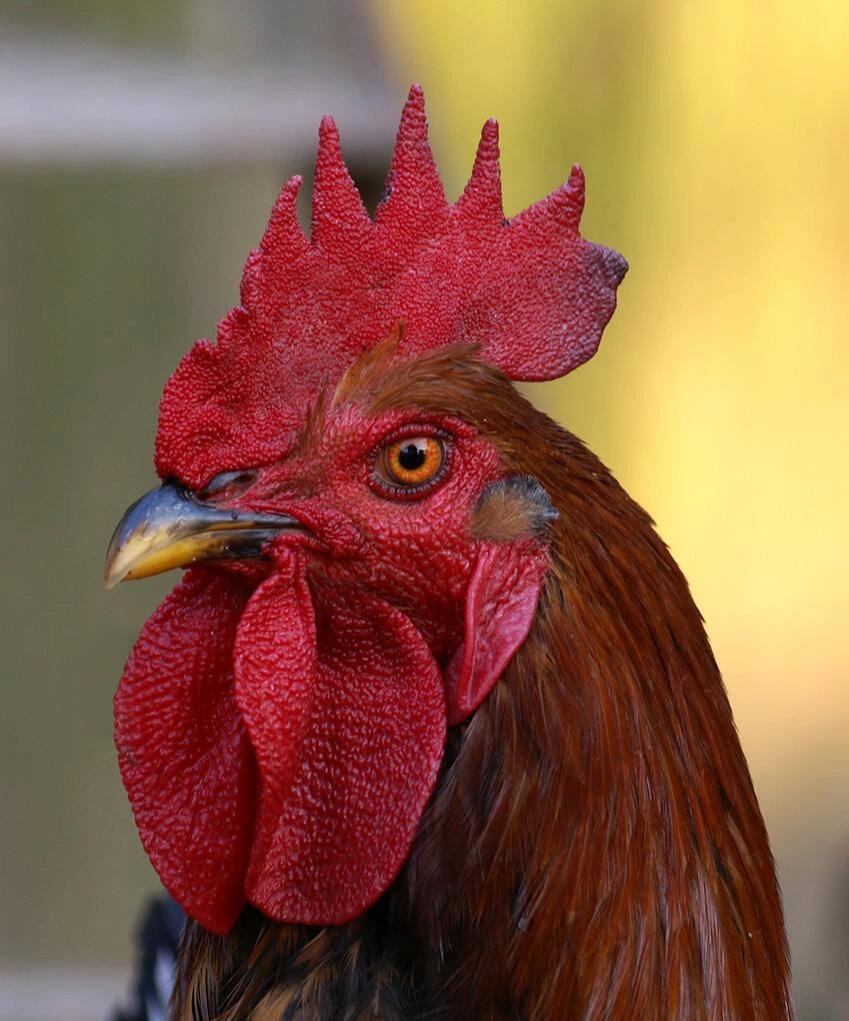 公鸡头部特写绘画素材整理分享