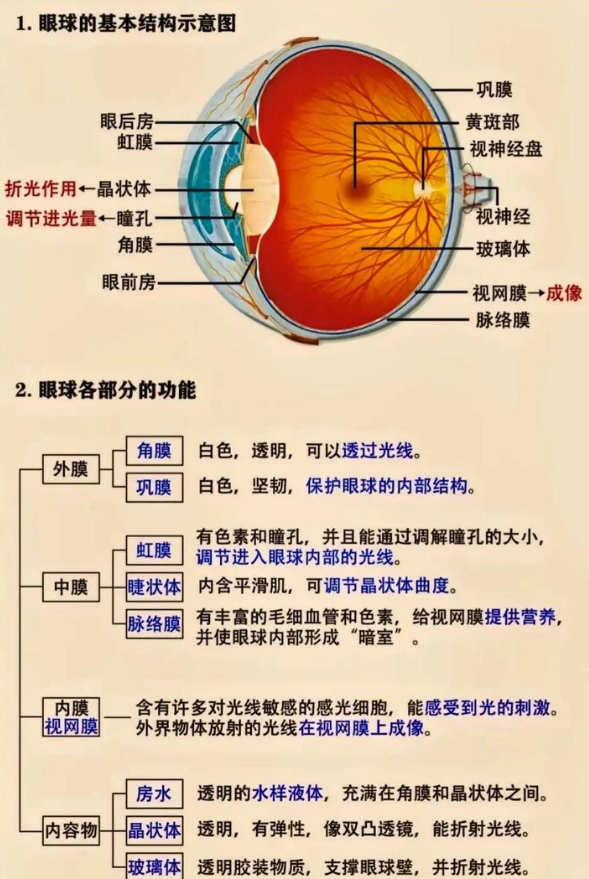 眼睛是一个接近球形的器官,长在眼眶里