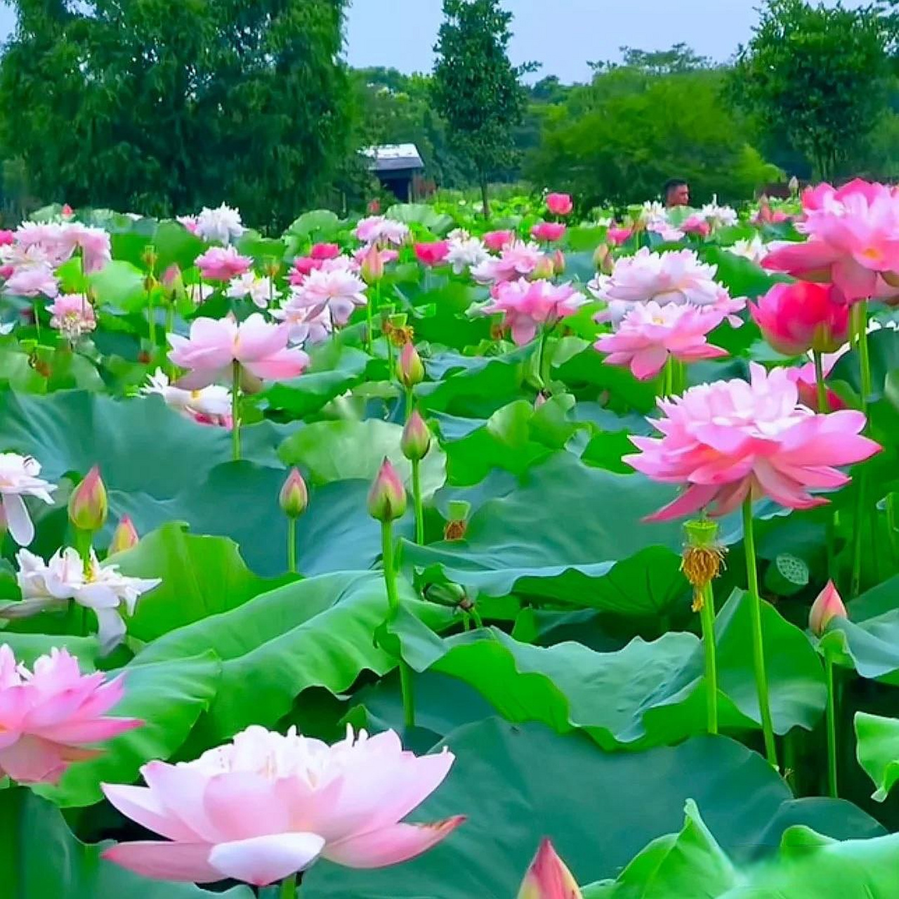 夏天花美景图图片