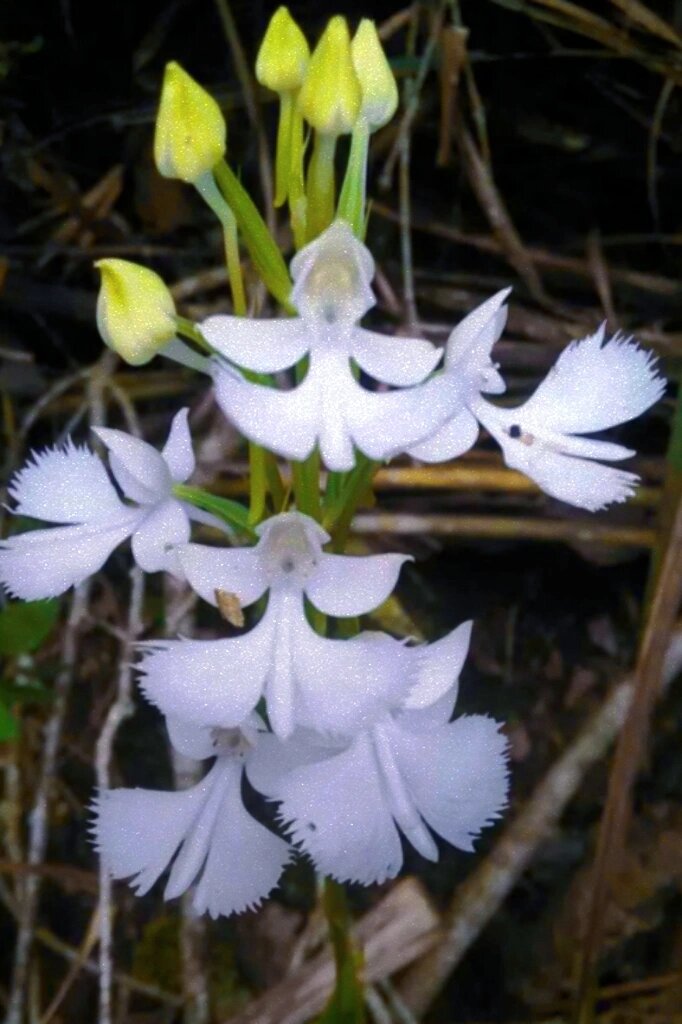 每日一花|幽灵兰花——神秘的深山幽灵