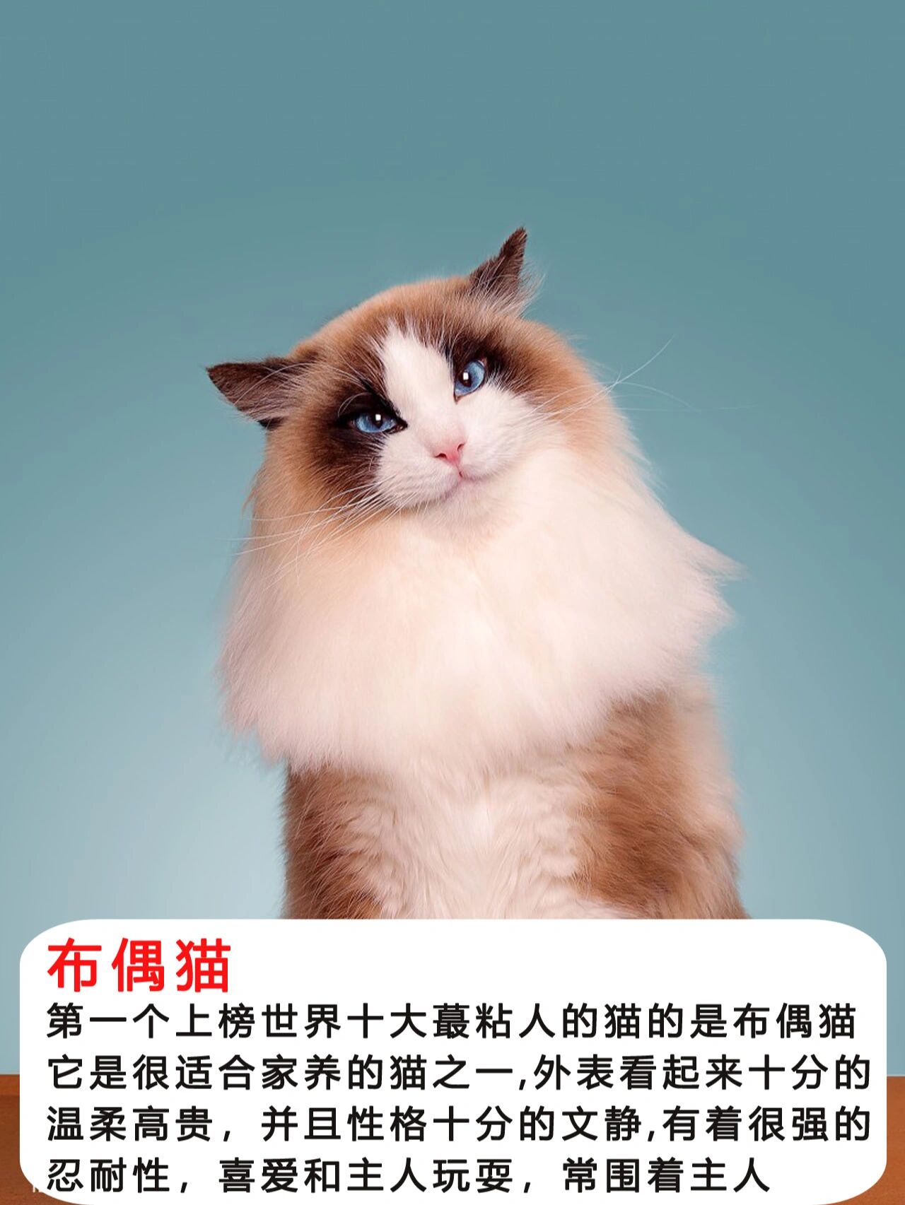 十大最粘人的猫图片