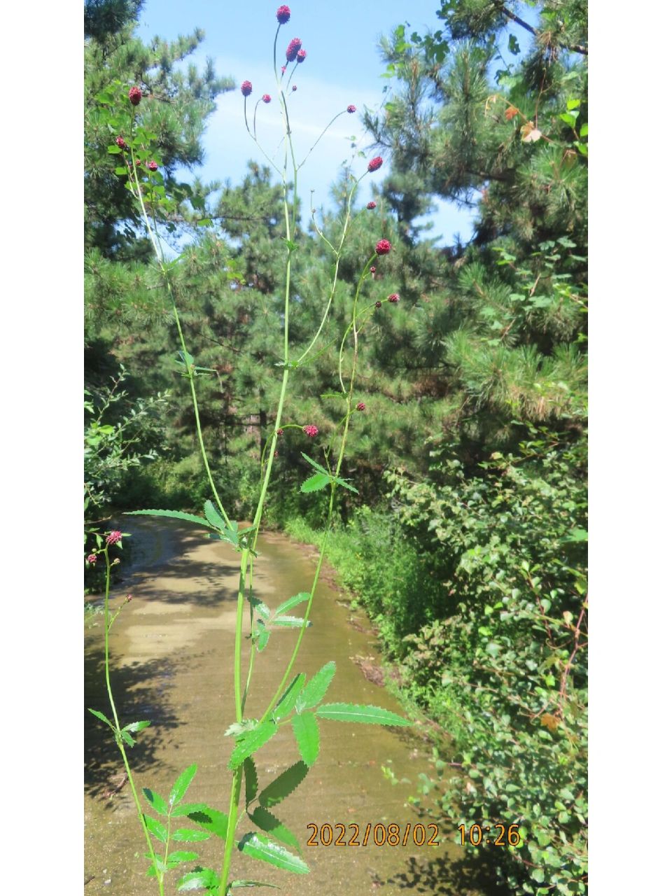 地榆,蔷薇科地榆属多年生草本植物 著名中草药之一