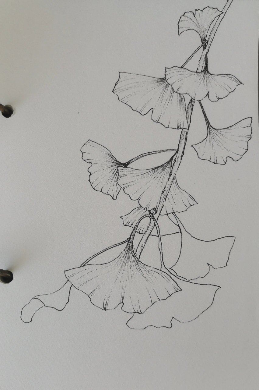 140针管笔速写|花卉线稿临摹|银杏