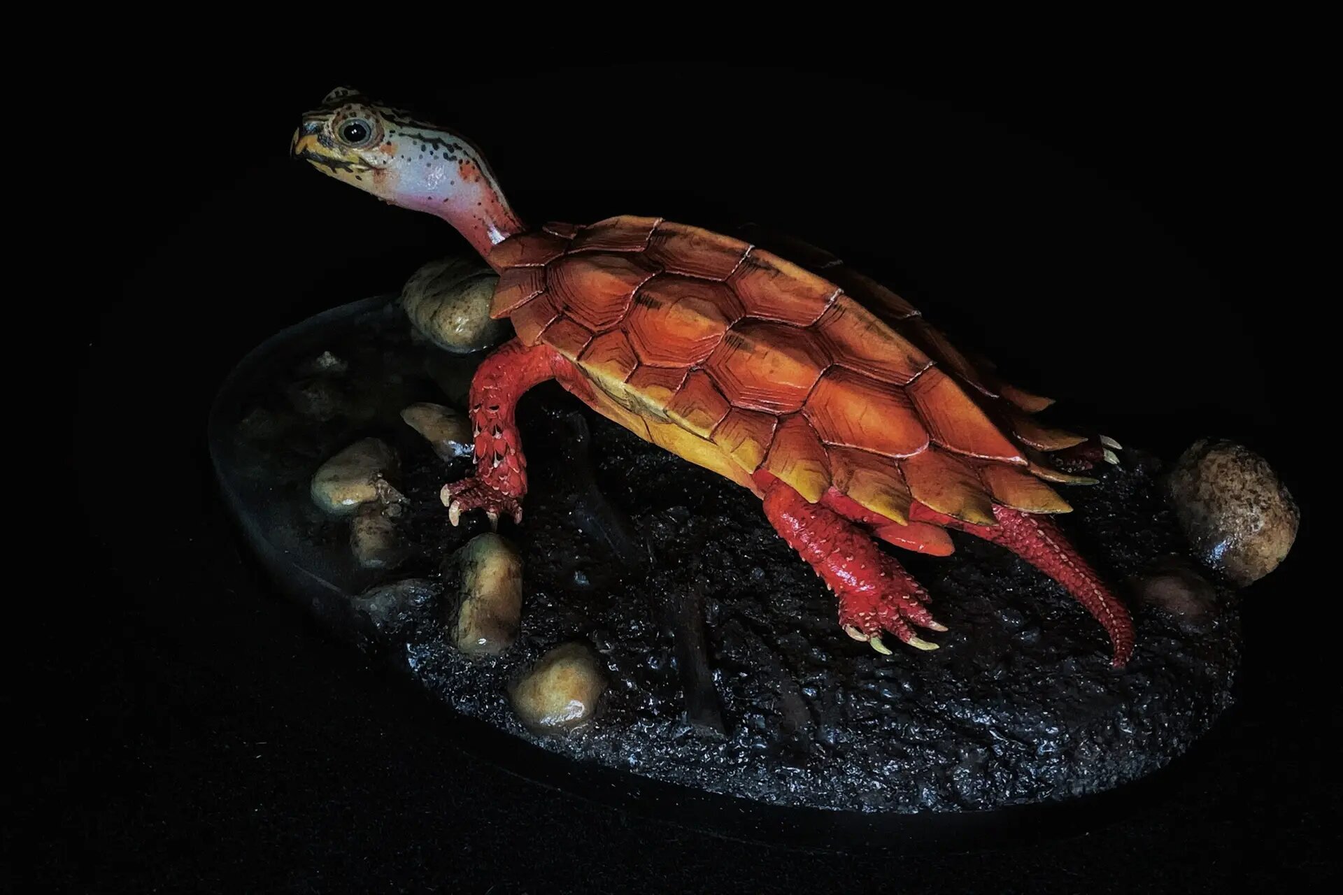 【两爬收藏图鉴】枫叶龟(地龟) 原型:八里-天宇涂装:八里-天宇