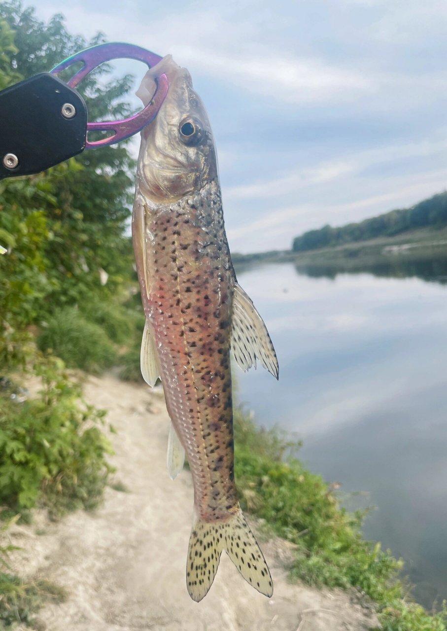 今日解锁新鱼种—花骨鱼   不到十分钟就上一2-3斤的大花鲶鱼 ,今日鱼