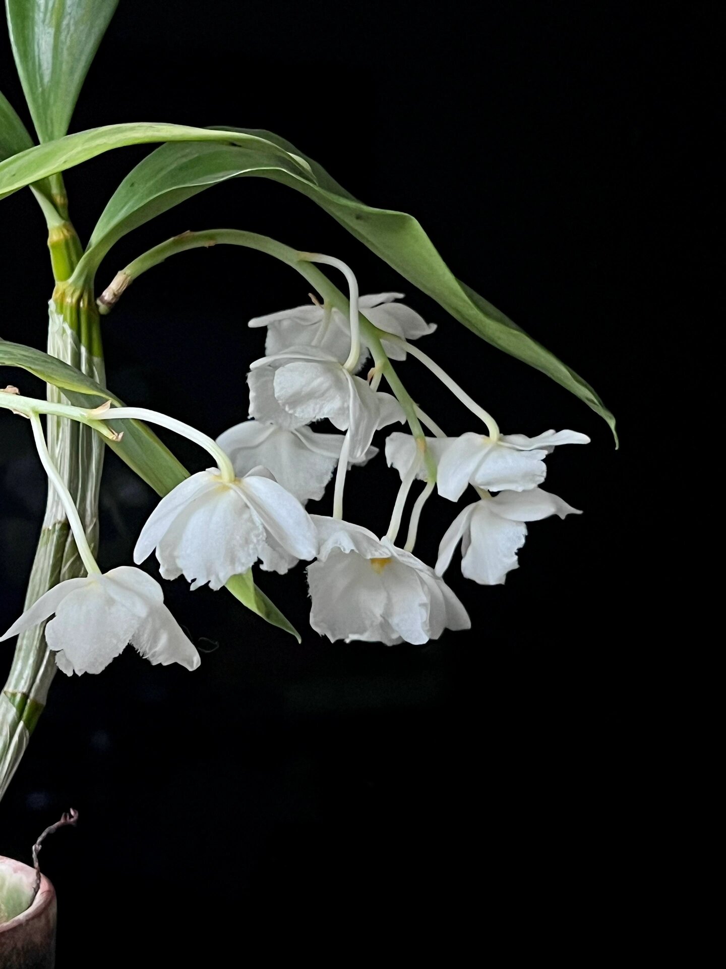 石斛兰 |三唇瓣白法式