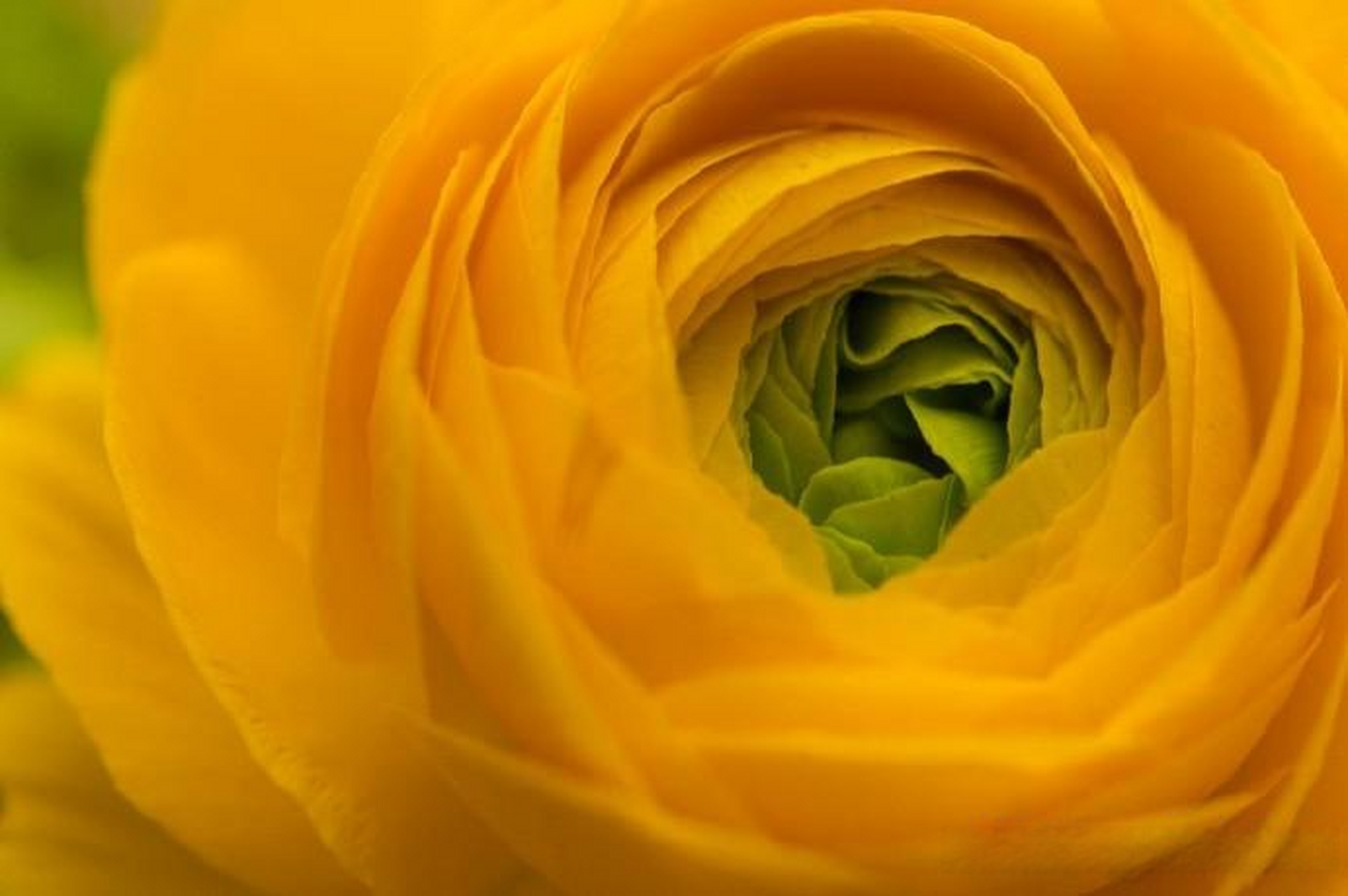 头条创作挑战赛【微距花卉摄影作品】 摄影师:arendina de jong