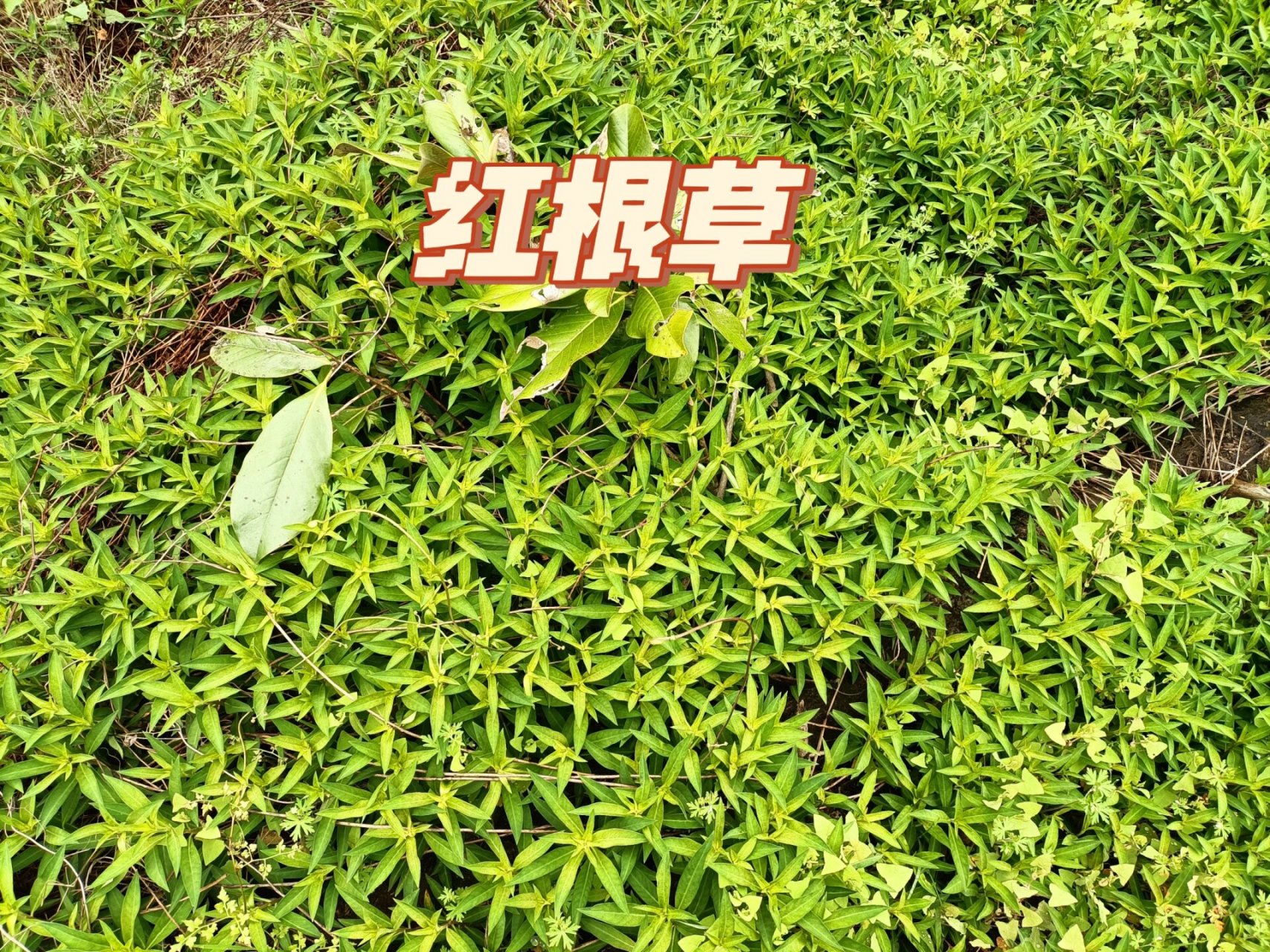 功效与作用 活血化瘀,疏风清热 红根草是一味中草药,是唇形科鼠尾草属