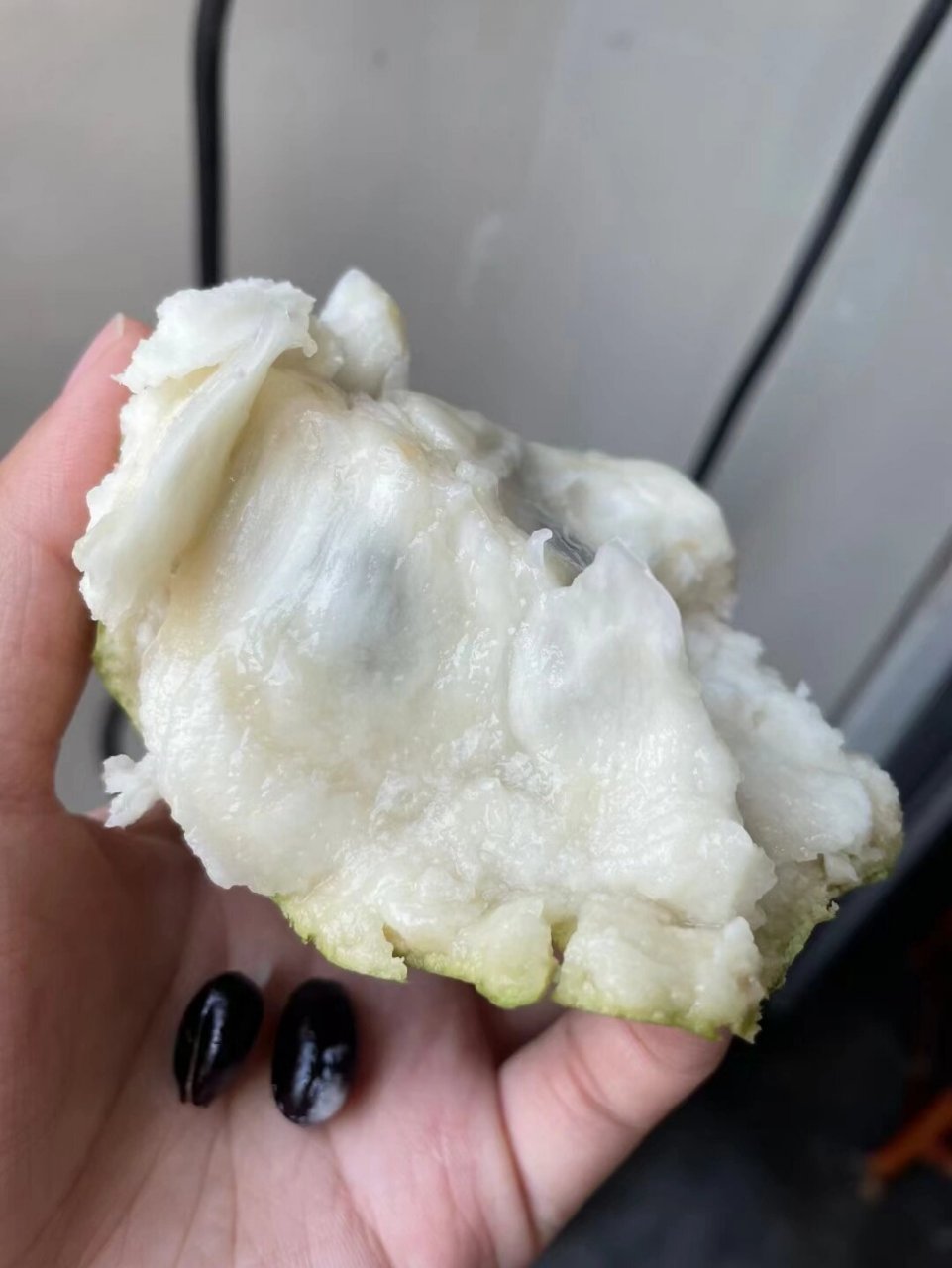 牛奶释迦 【牛奶释迦果】 肉乳白色,富含维生素a,b,c及蛋白质,铁,钙