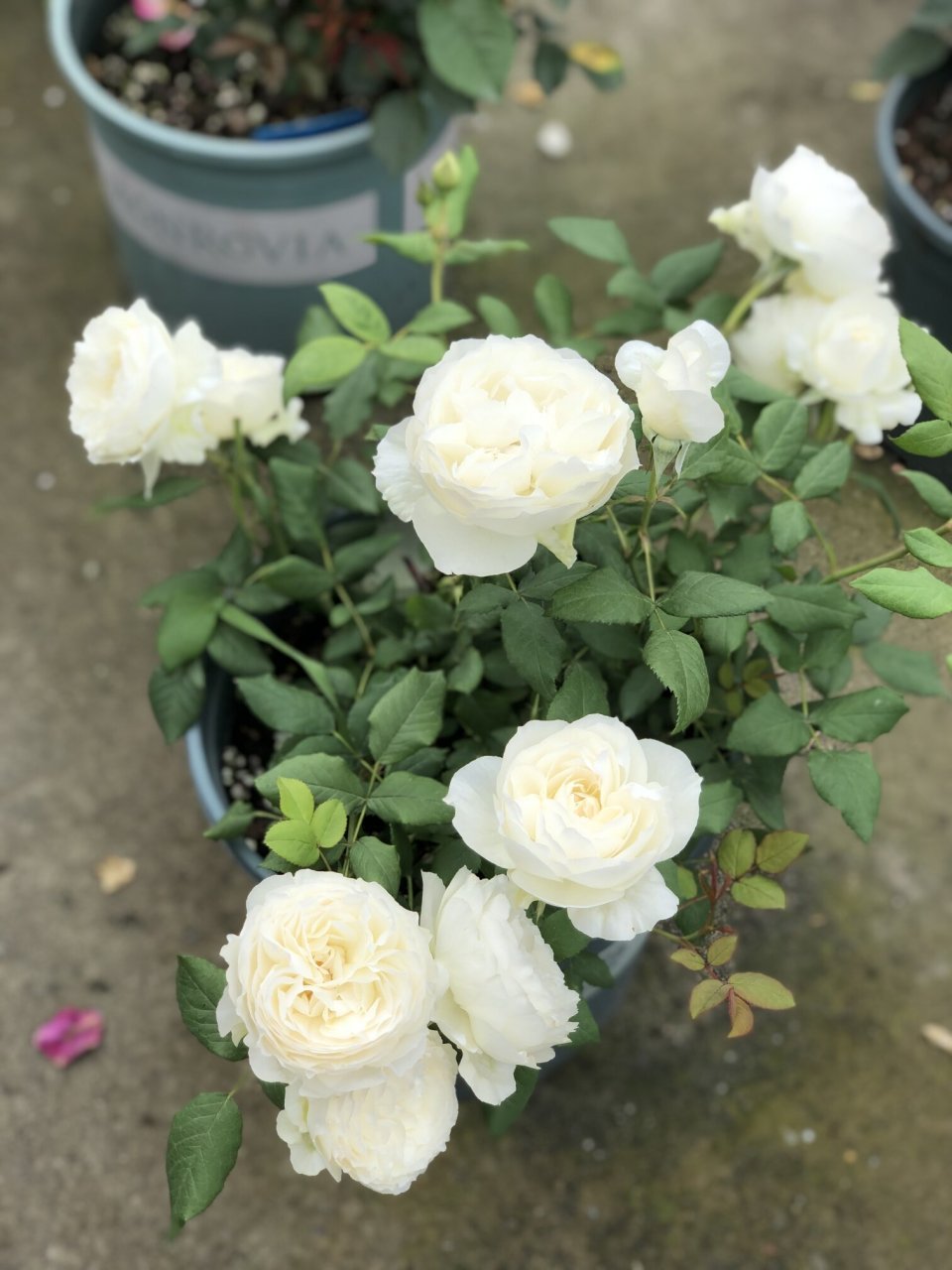 月季品种(30)—心之水滴 心之水滴,美咲芽变,强香,纯白色调月季,花瓣