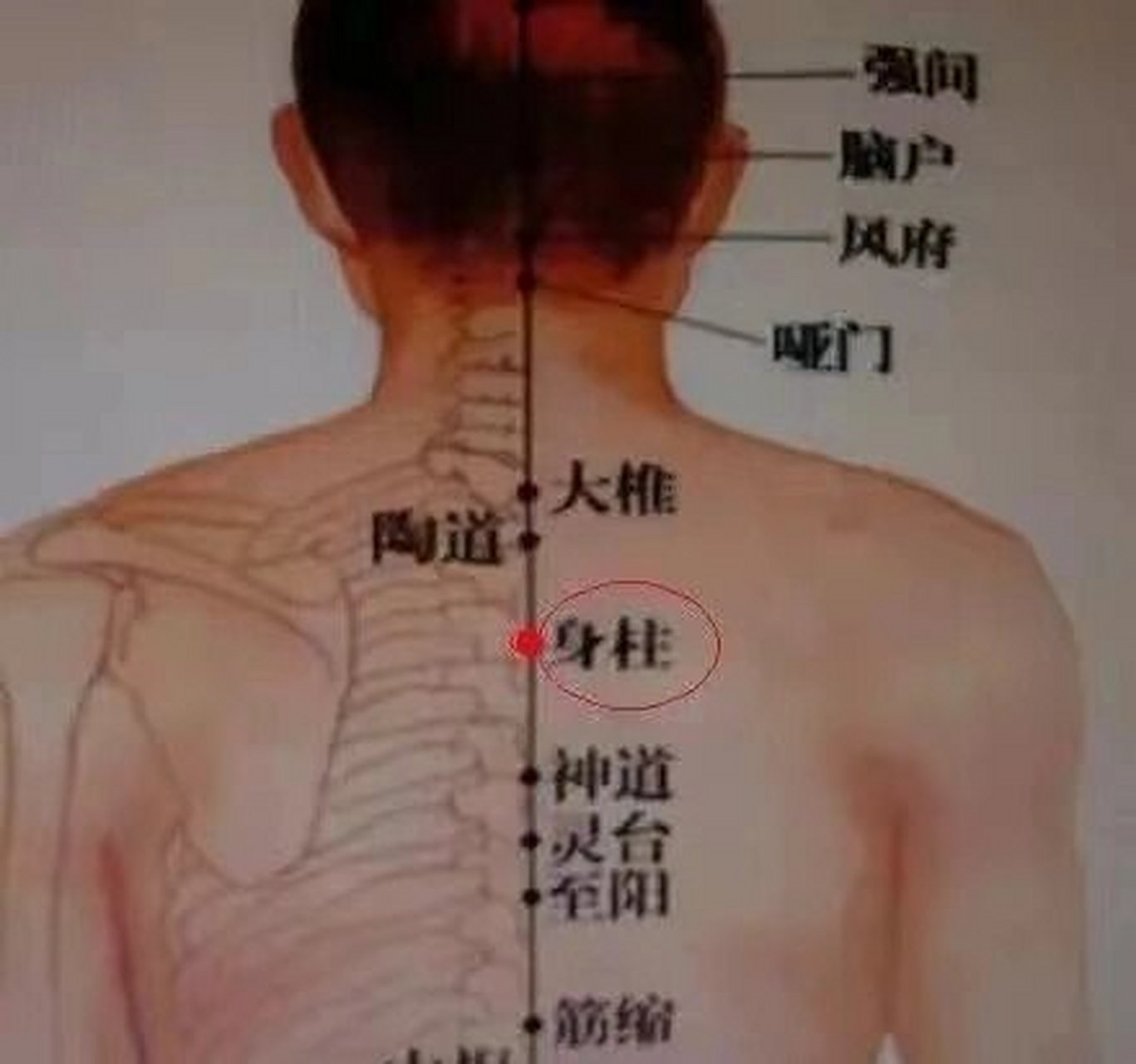 身柱准确位置图 图图片