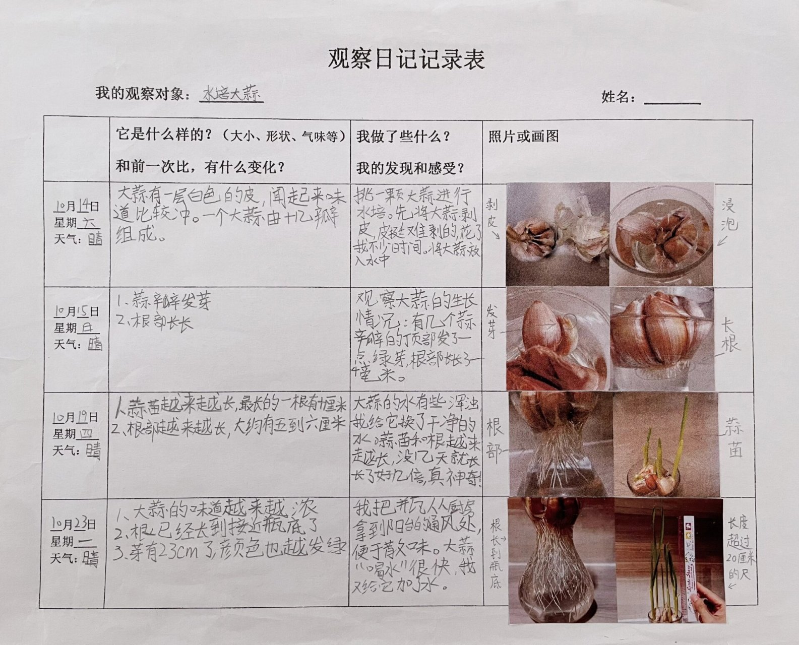 水培蒜苗观察记录表图片