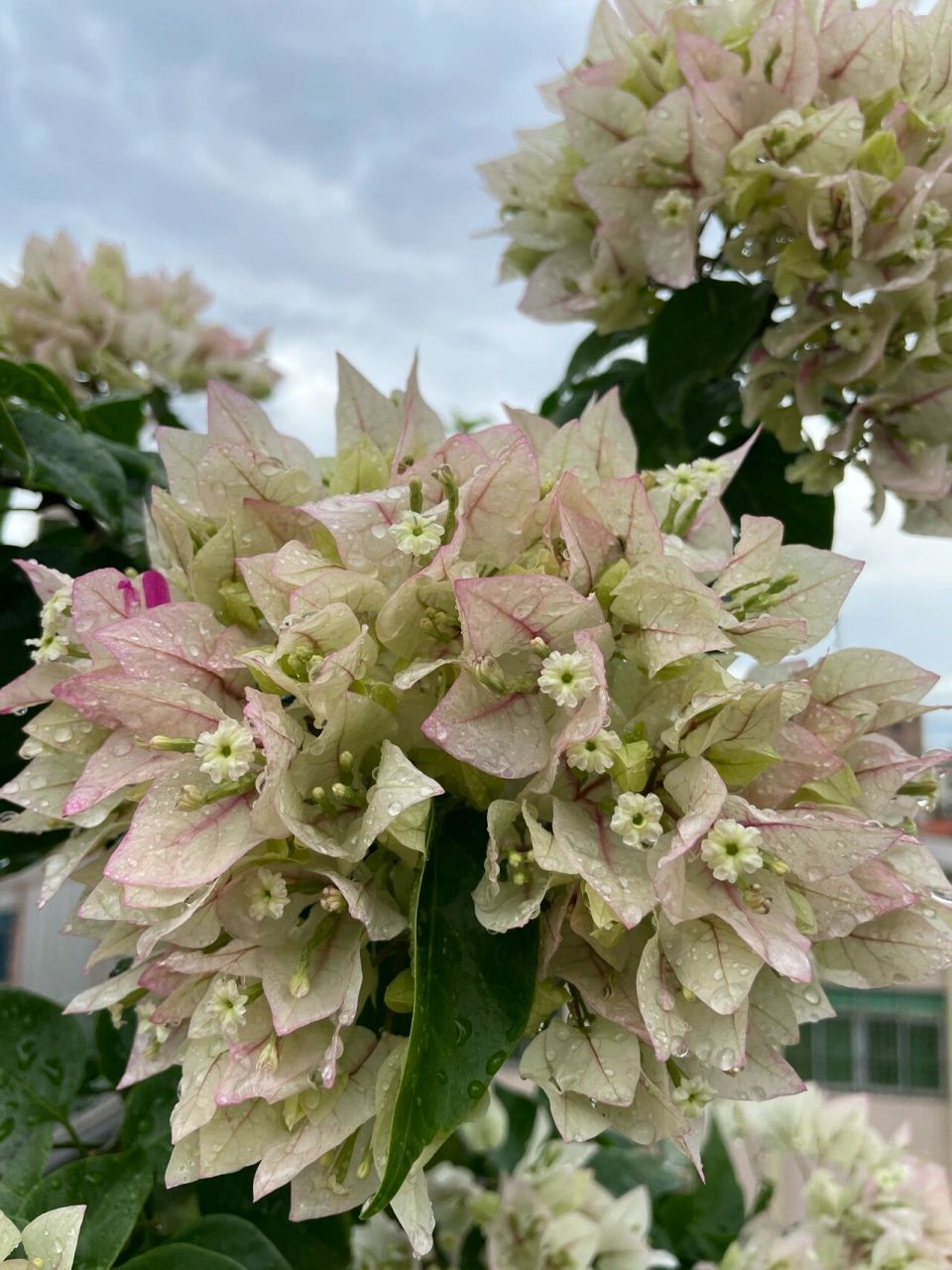 雨后手捧花状的三角梅菲菲娜白