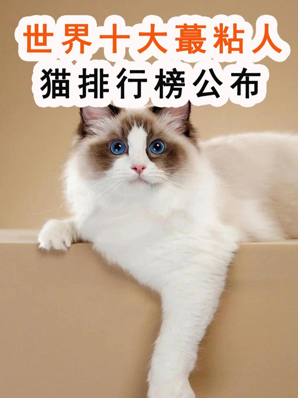 十大最粘人的猫图片