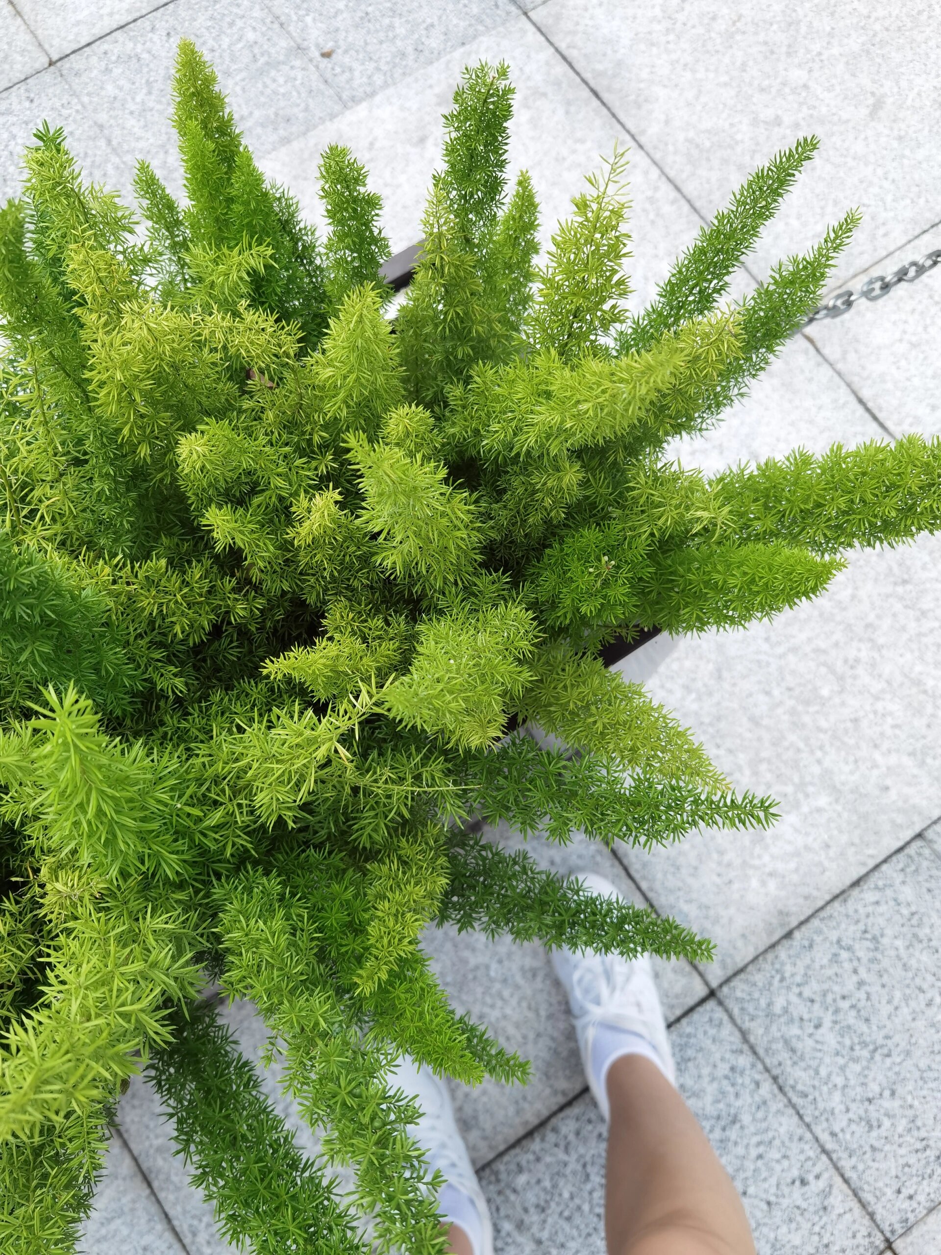 天门冬开花 远看都不曾发现 今儿蹲下来一瞧 开花好似小星星 还有绿色