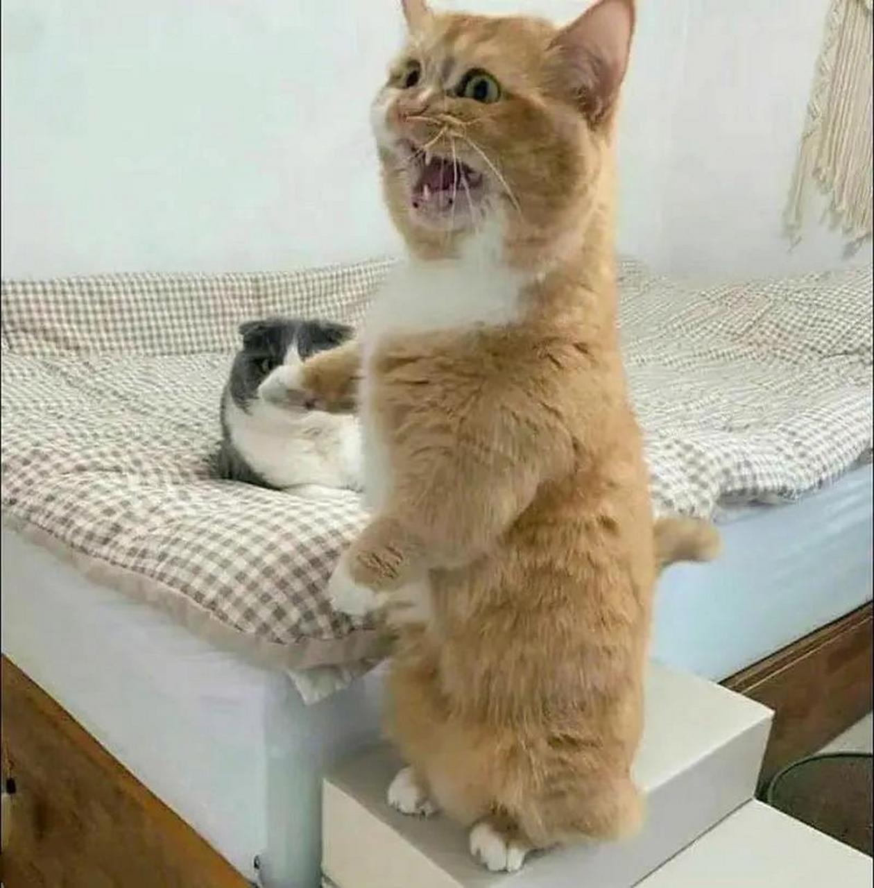猫咪都会告状了,虽然听不懂猫语,但从表情就能看出它在跟主人告状,还
