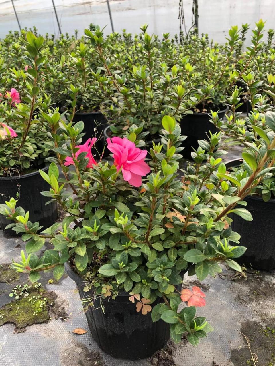 安酷杜鹃也非常适合盆栽观赏,无论是株高尺寸,还是开花习性.