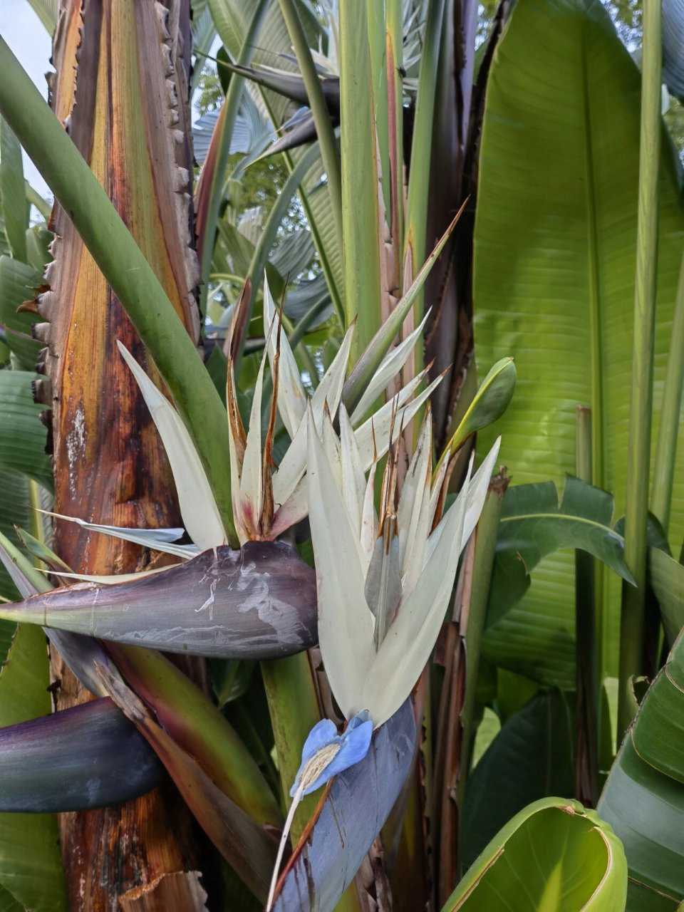 【大鹤望兰】:别名尼可拉鹤望兰,尼古拉鹤望兰,白花鹤望兰,白花天堂鸟