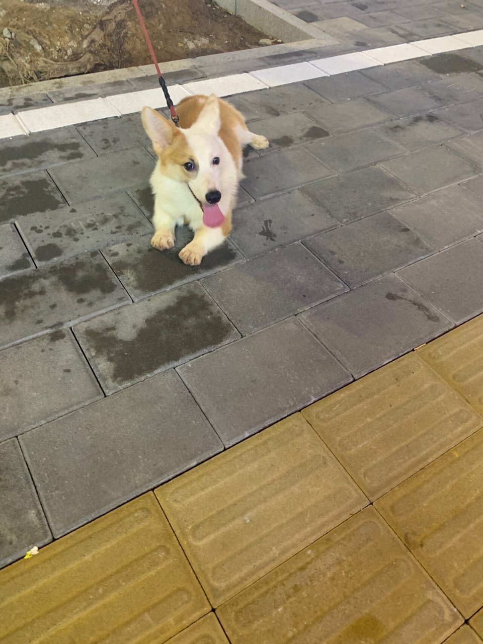 阴阳脸狗勾,应该是土狗串的柯基吧