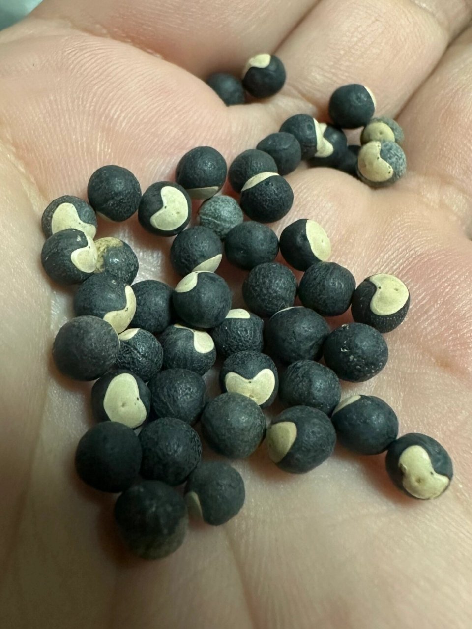 自然教育# #趣味知识科普# #爱心种子# #倒地铃# 无患子科倒地铃属 