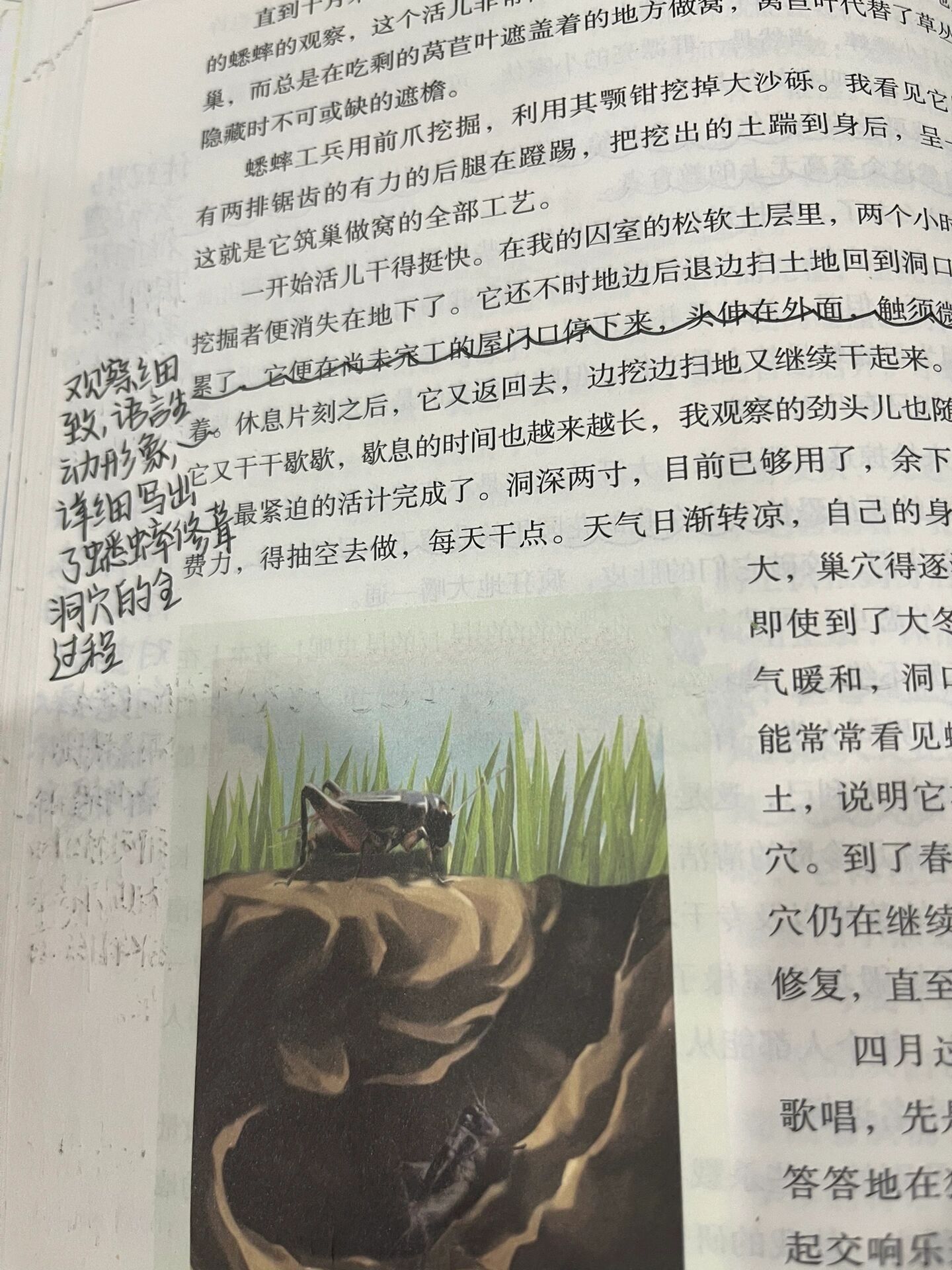 田野地头的蟋蟀