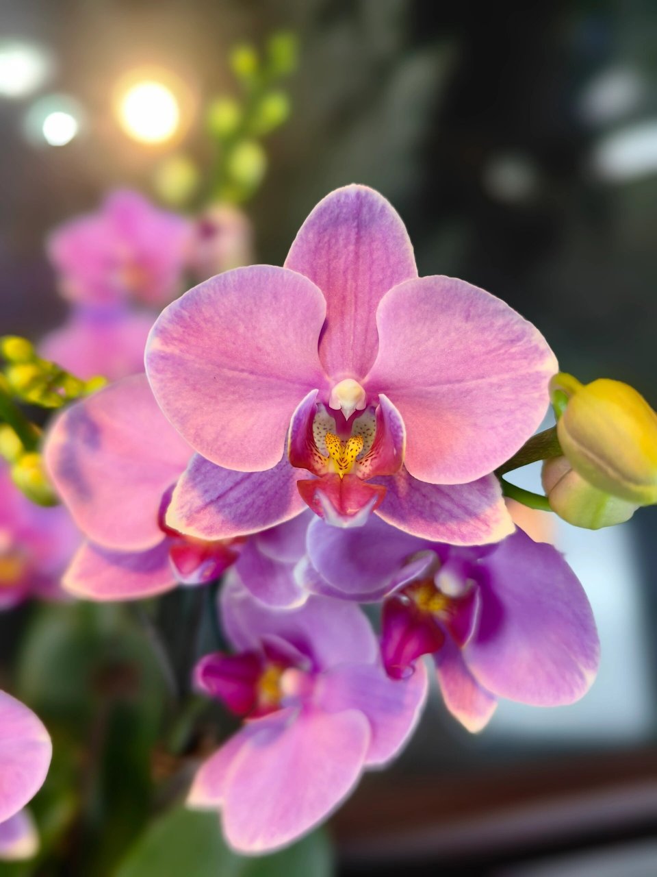 明日之星蝴蝶兰 【明日之星】蝴蝶兰新品8枝花剑.精品.宽度50*高度64.