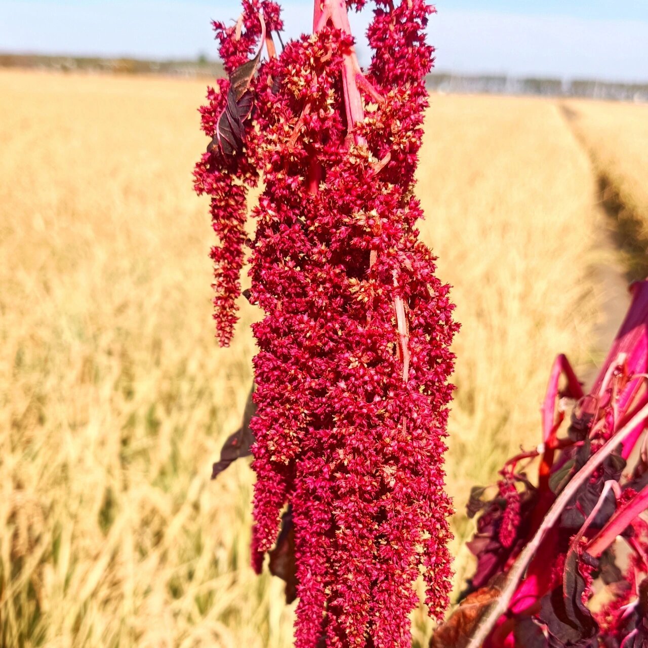 千穗谷是石竹目,苋科,苋属,一年生草本植物,花果期7-10月.