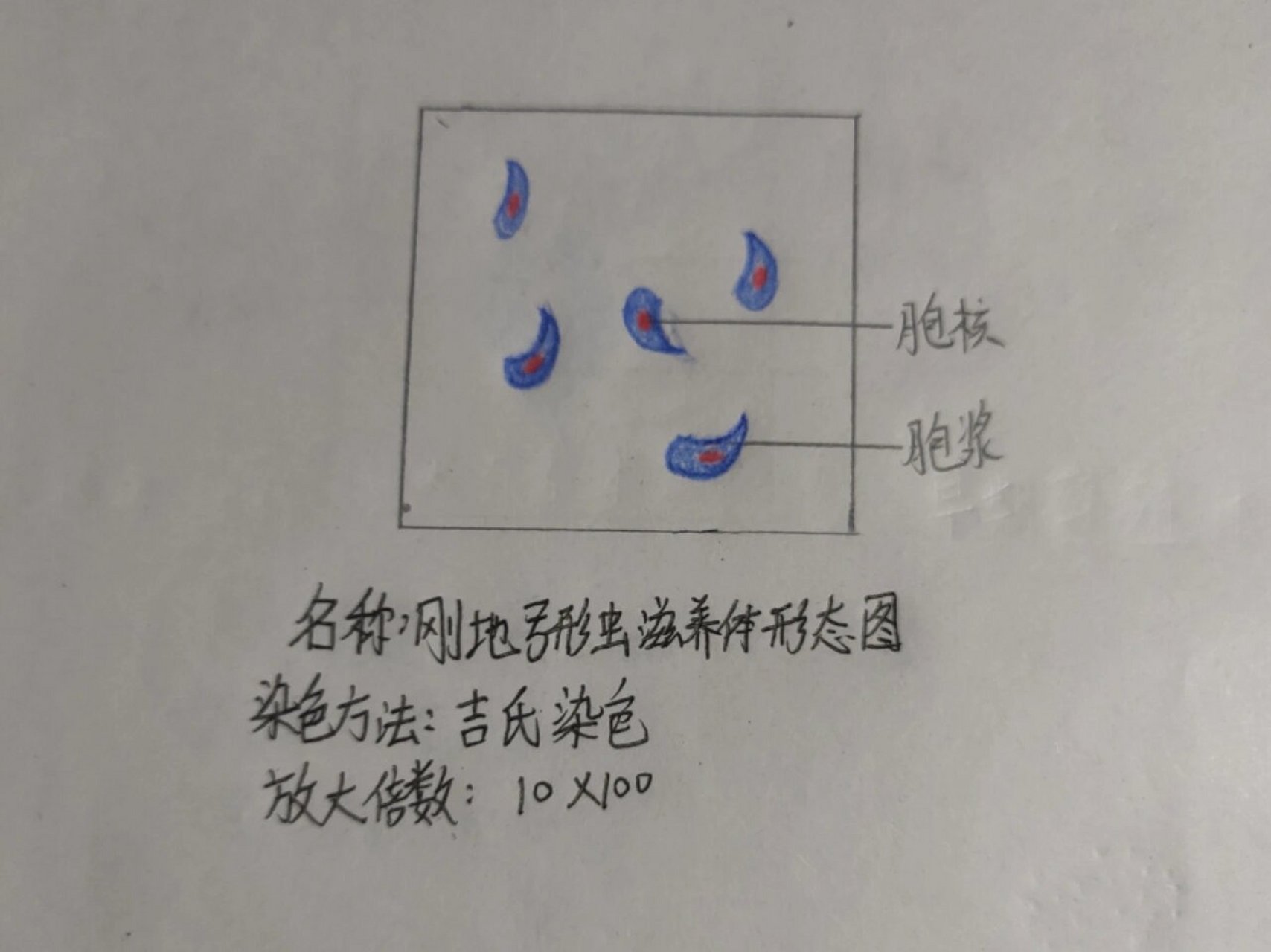 寄生虫实验课绘图