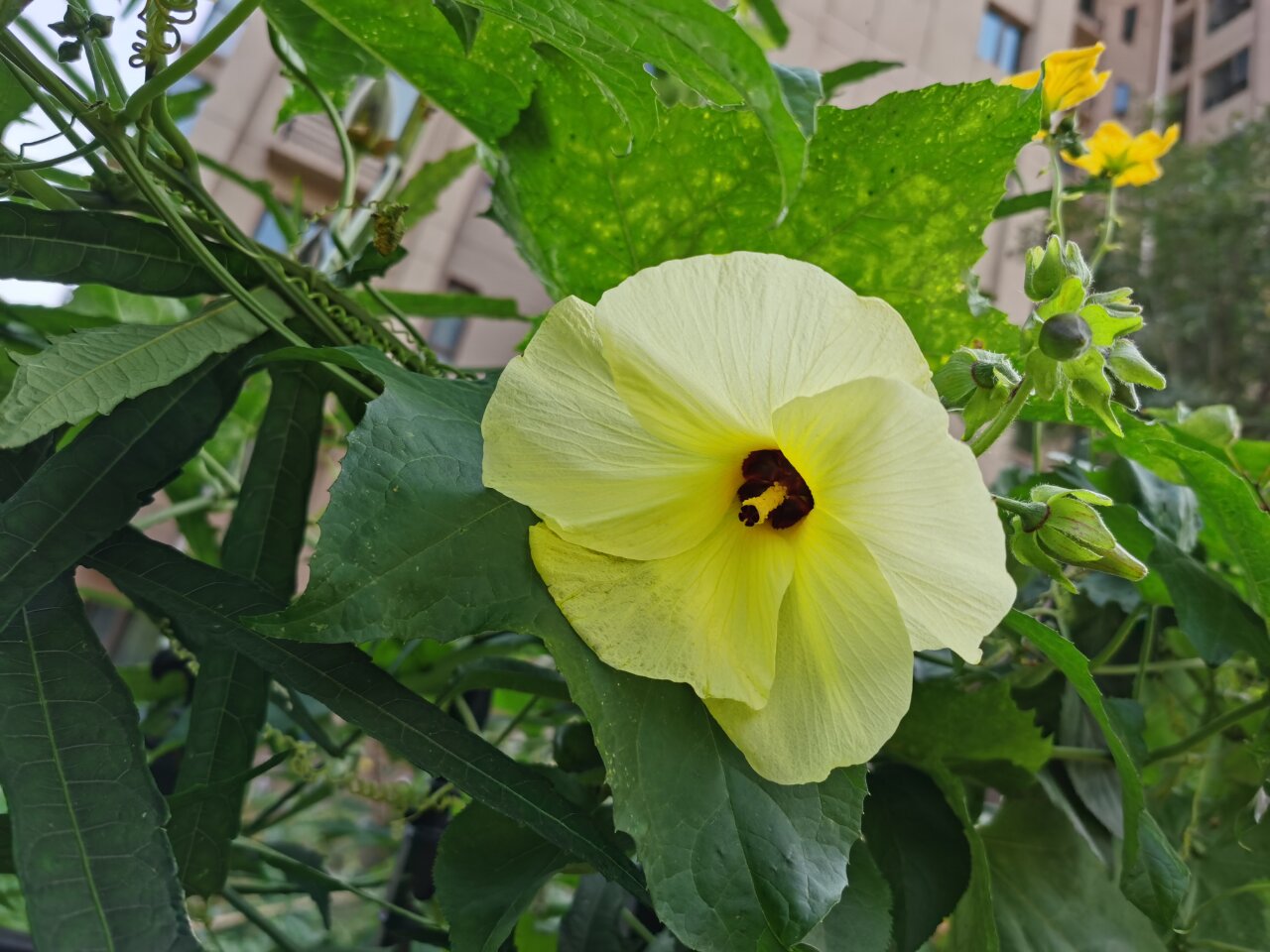 花镜植物之大花芙蓉 大花芙蓉又名草芙蓉,大花秋葵,多年生宿根亚灌木