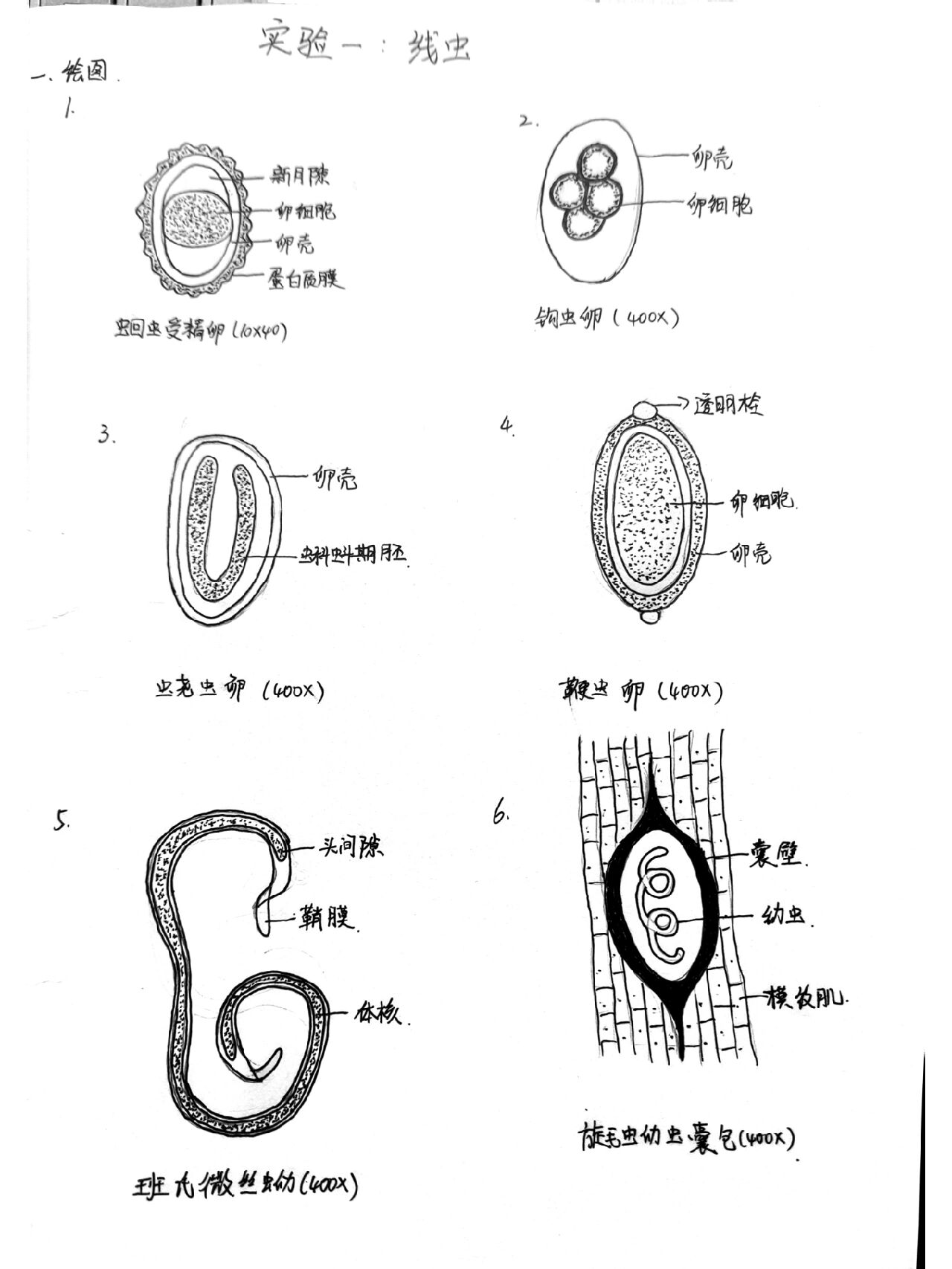 人体寄生虫学实验一 蛔虫受精卵 钩虫卵 蛲虫卵 鞭虫卵 班氏微丝蚴 旋