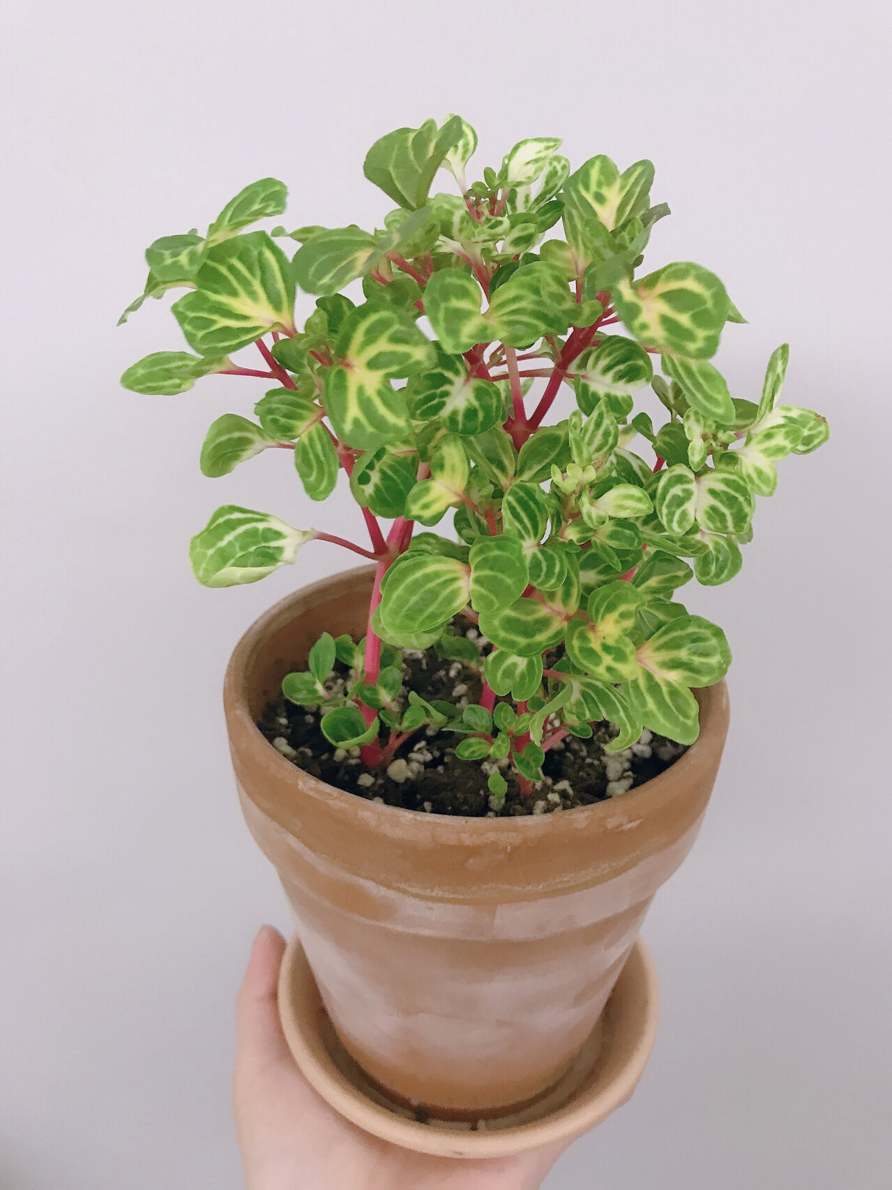 78锦叶血苋78太好扦插繁殖了吧 去年11月入的,变化还是很大的 图3