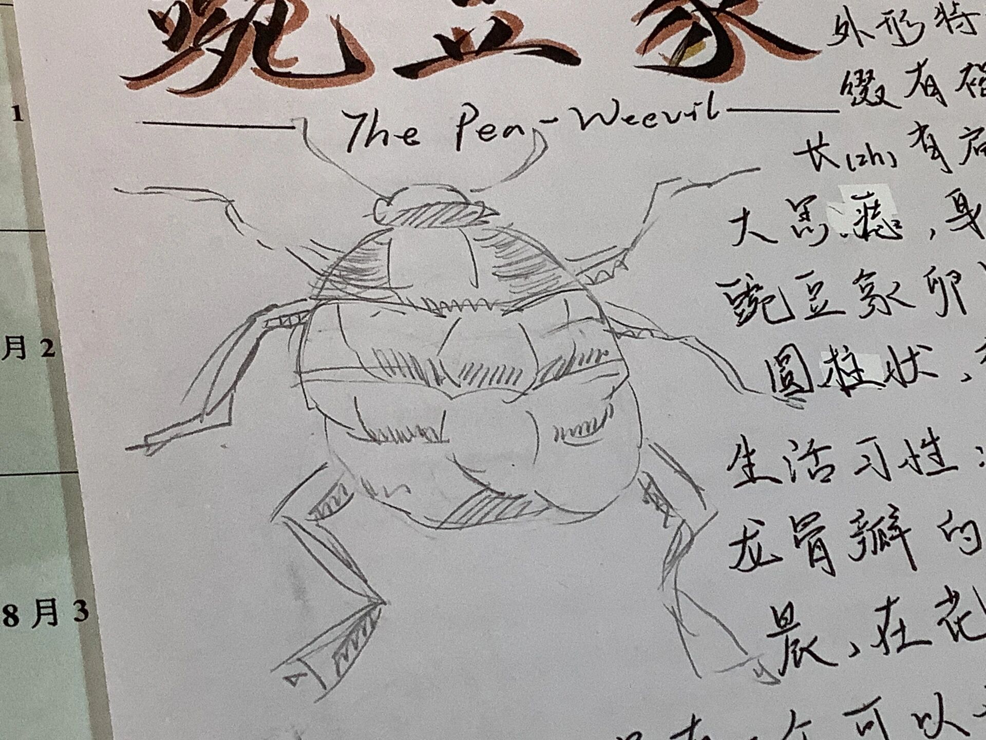 昆虫记08—豌豆象