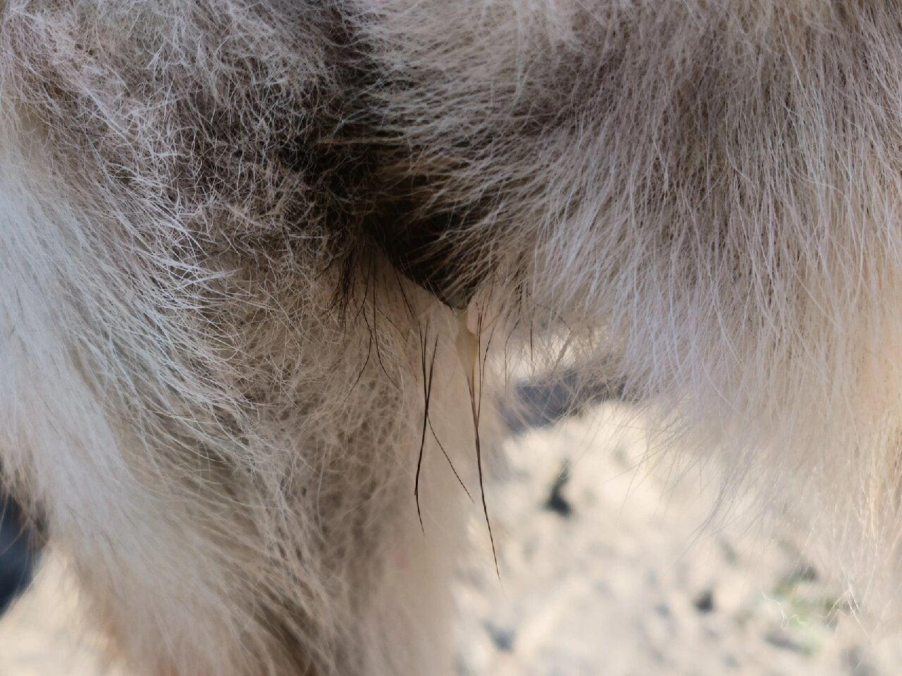 狗狗尿道口黄绿色分泌物