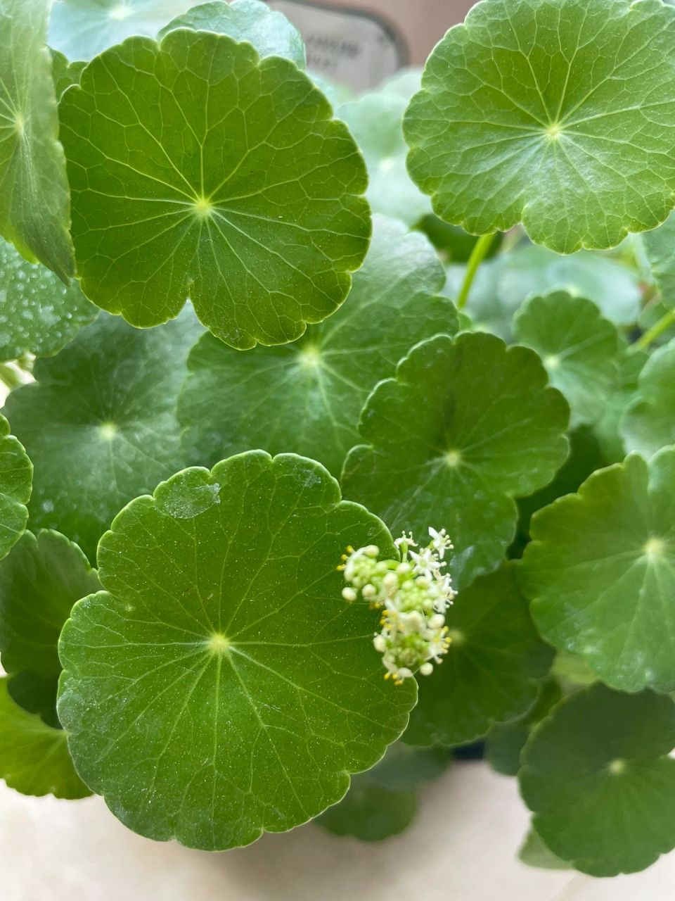 【花草集】金钱草 来自仙湖植物园偷扯回来的一株金钱草,土培后迅速