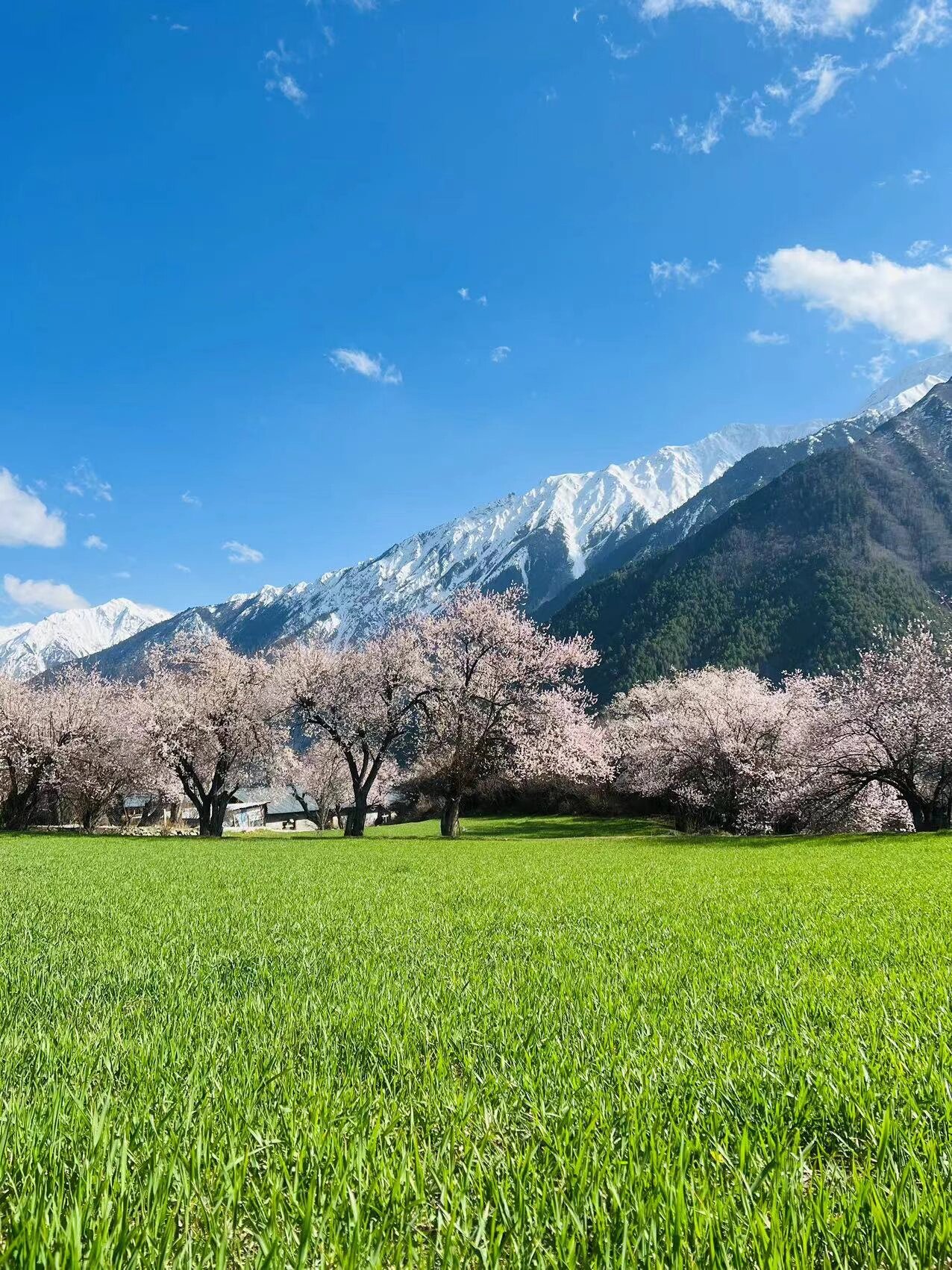 西藏林芝千年桃花树