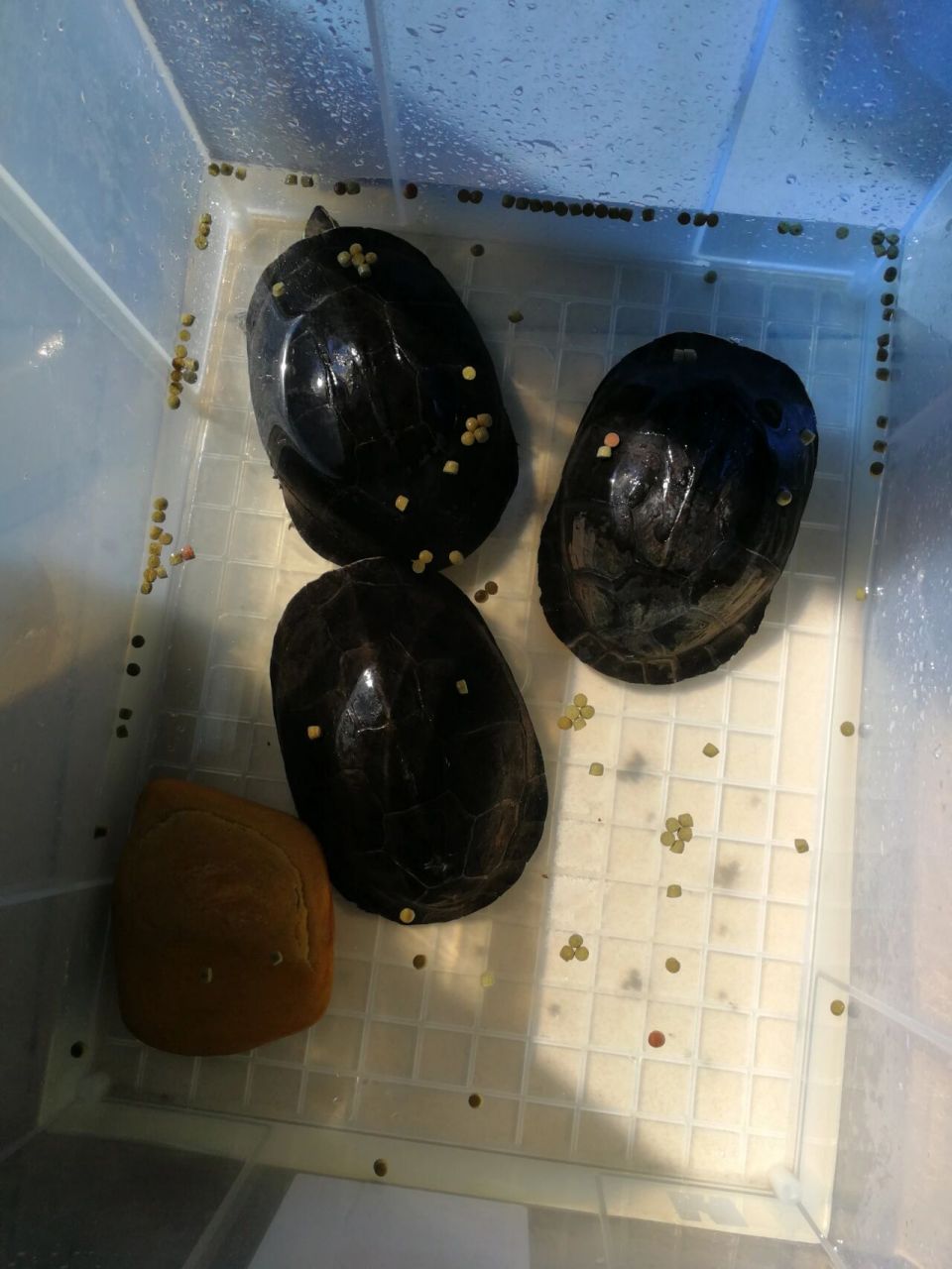 要说好不好养,养定个体或者人工个体确实是异常好养的,只是安布闭壳龟