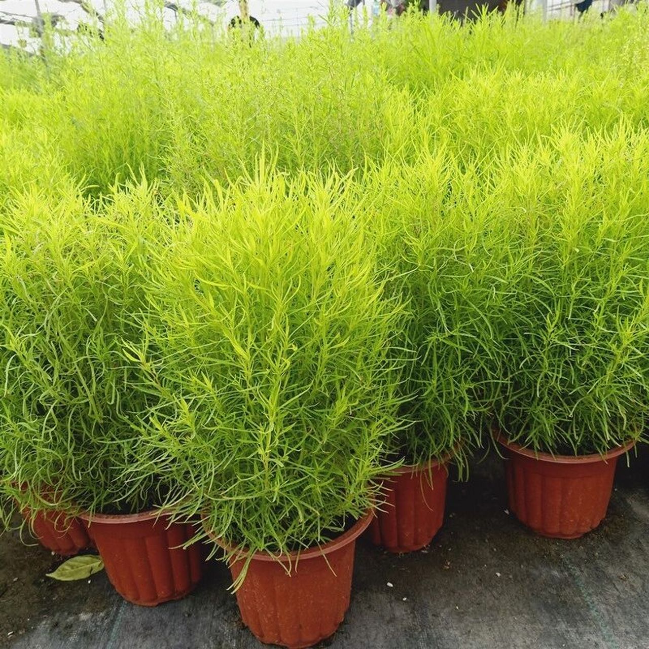 花境植物第8弹——地肤 地肤用于布置花篱,花境,或数株丛植于花坛中央