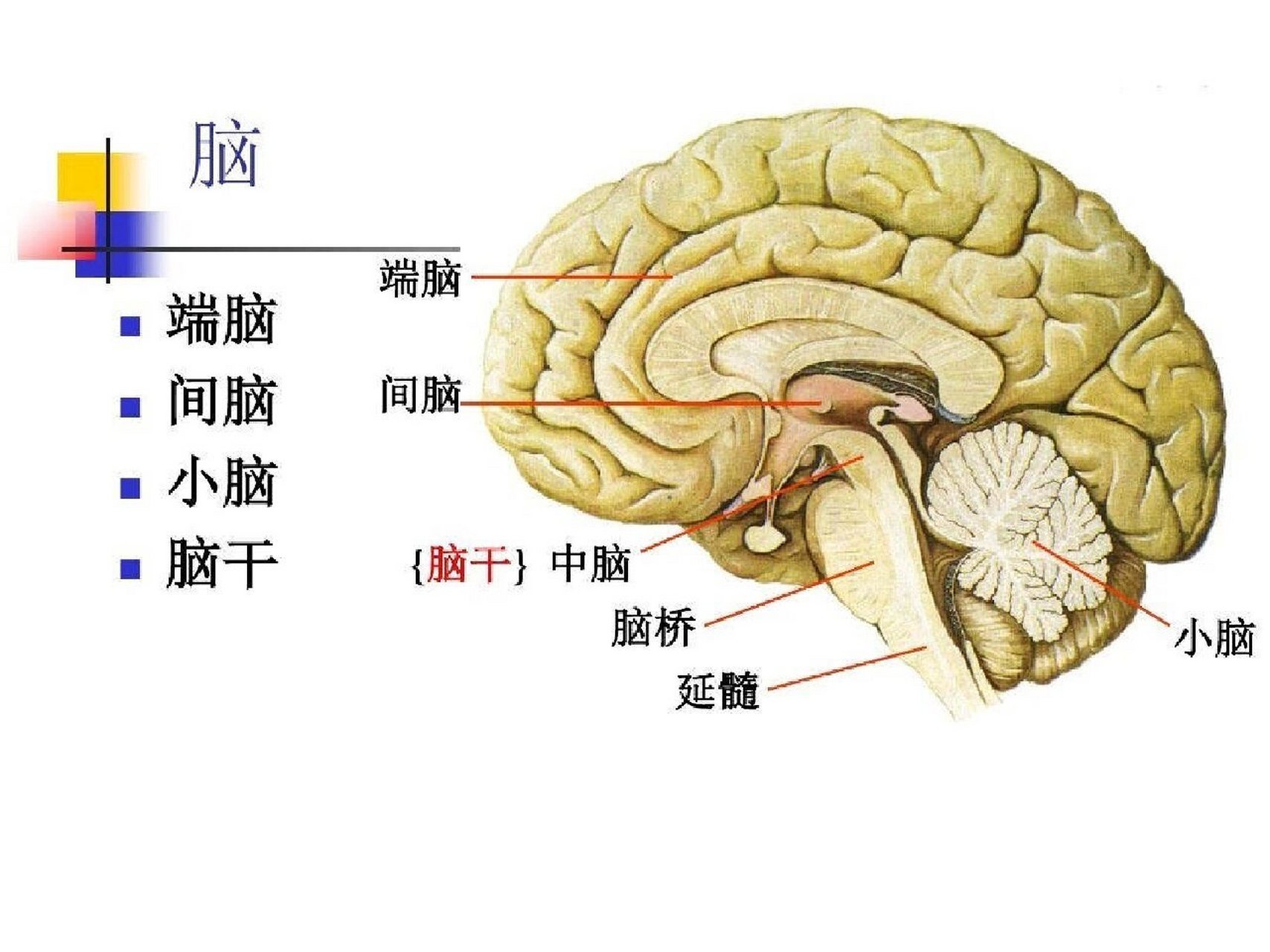 脑子在头部位置图图片