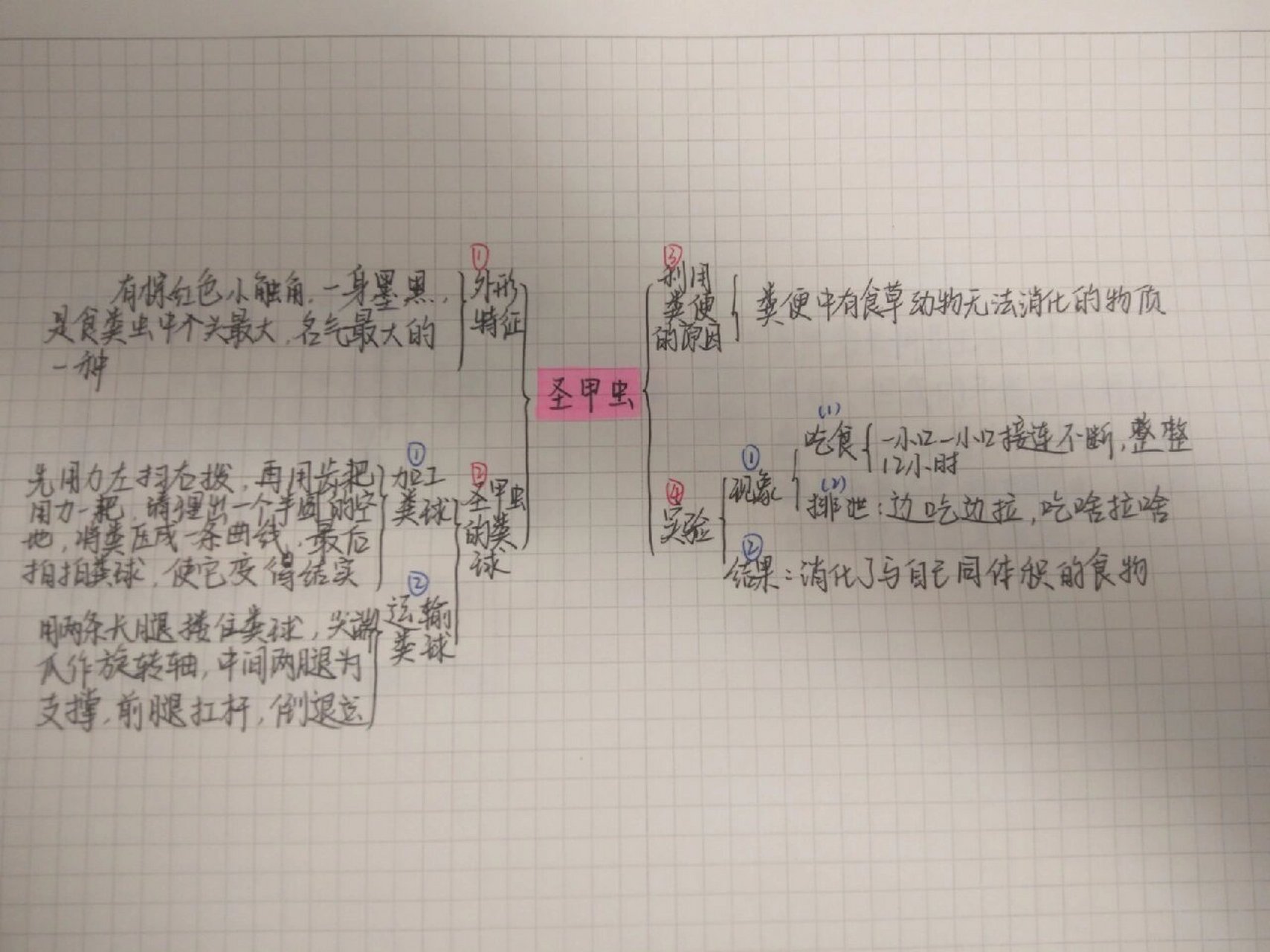 圣甲虫思维导图图片