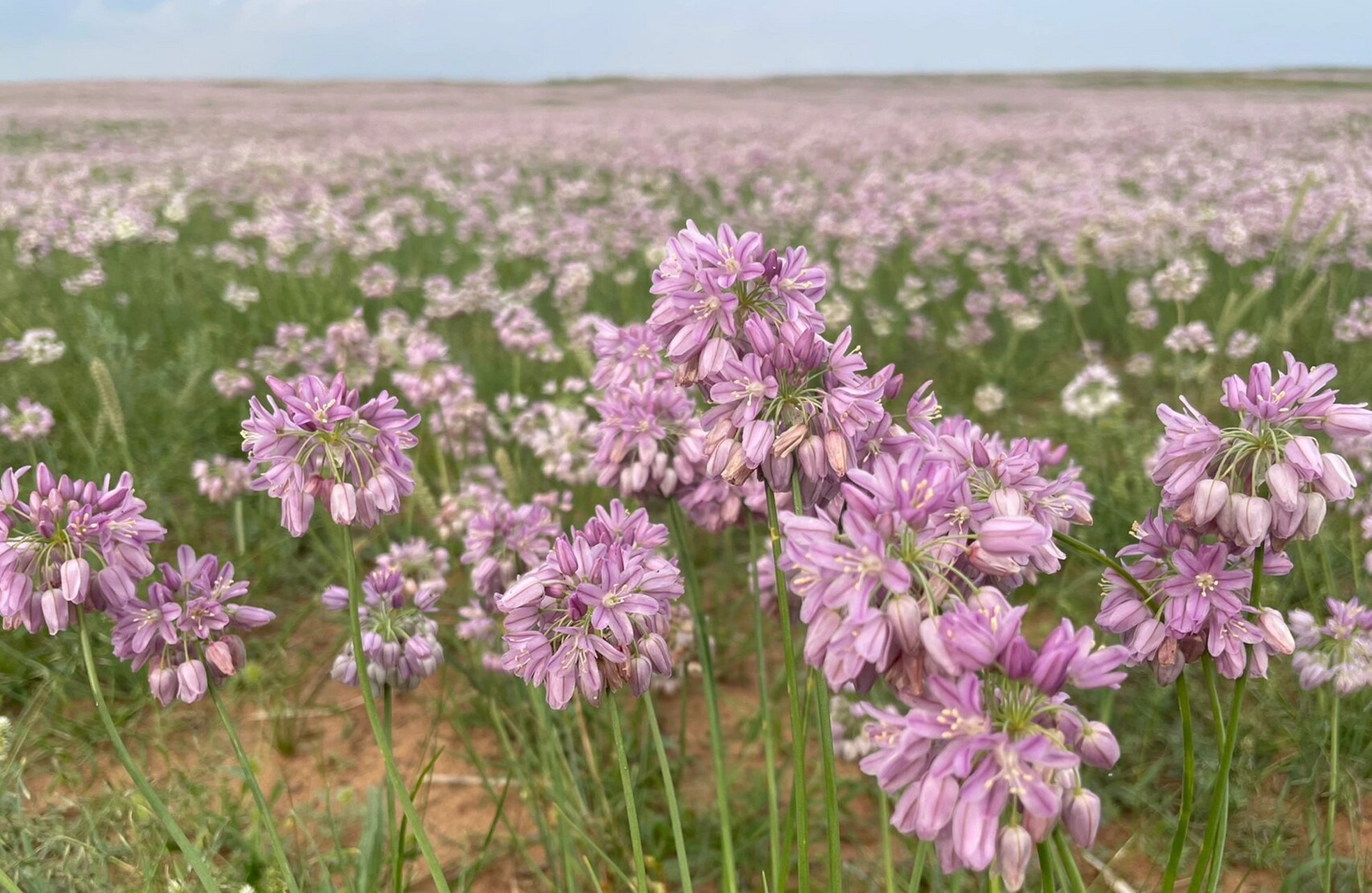 西鄂尔多斯草原上盛开的沙葱花 沙葱进沙进