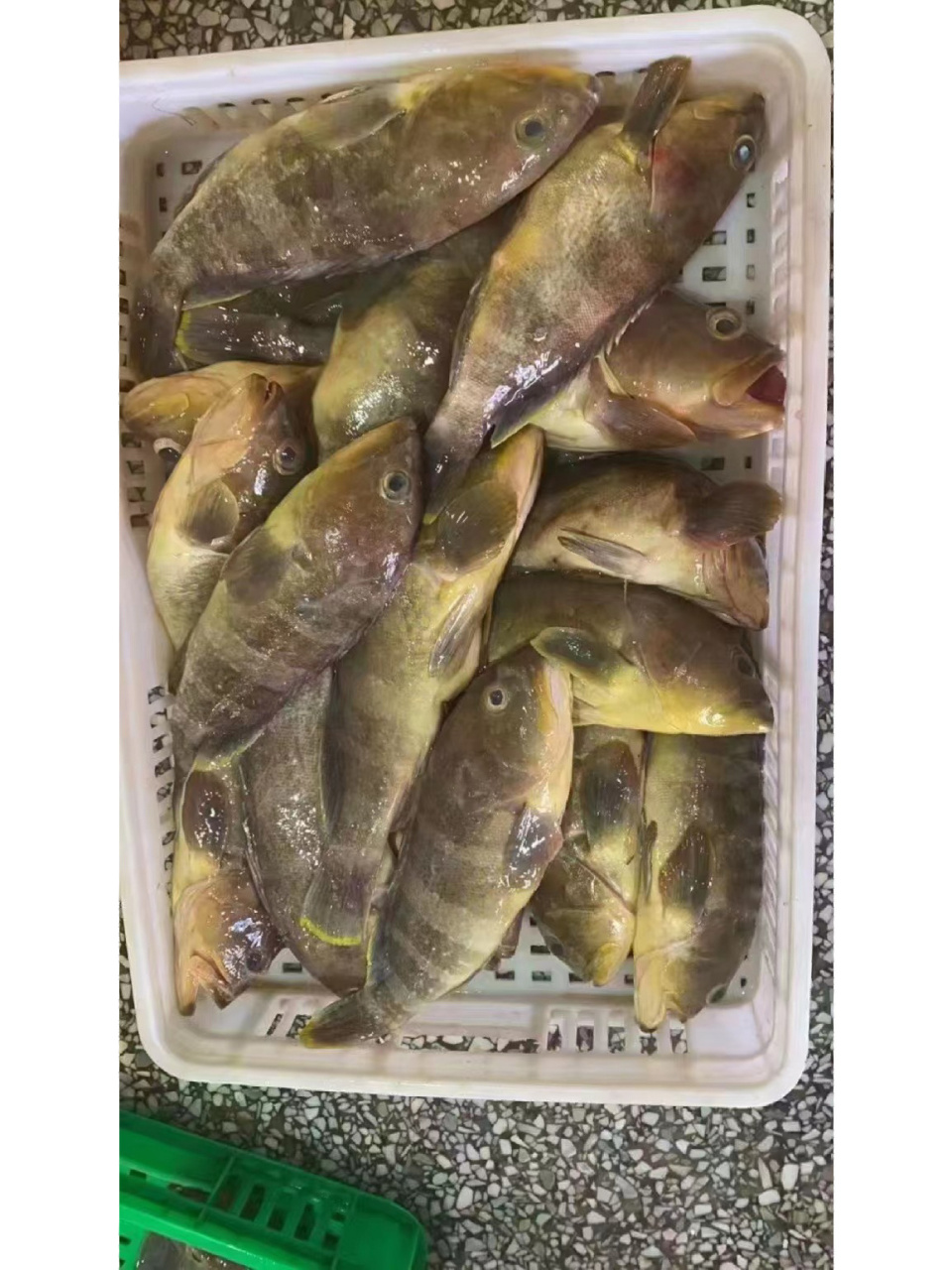 5斤/条 石斑鱼,1～3斤,清蒸,煮汤均可