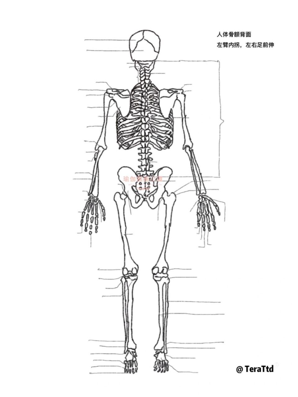 全身骨骼简笔画图片