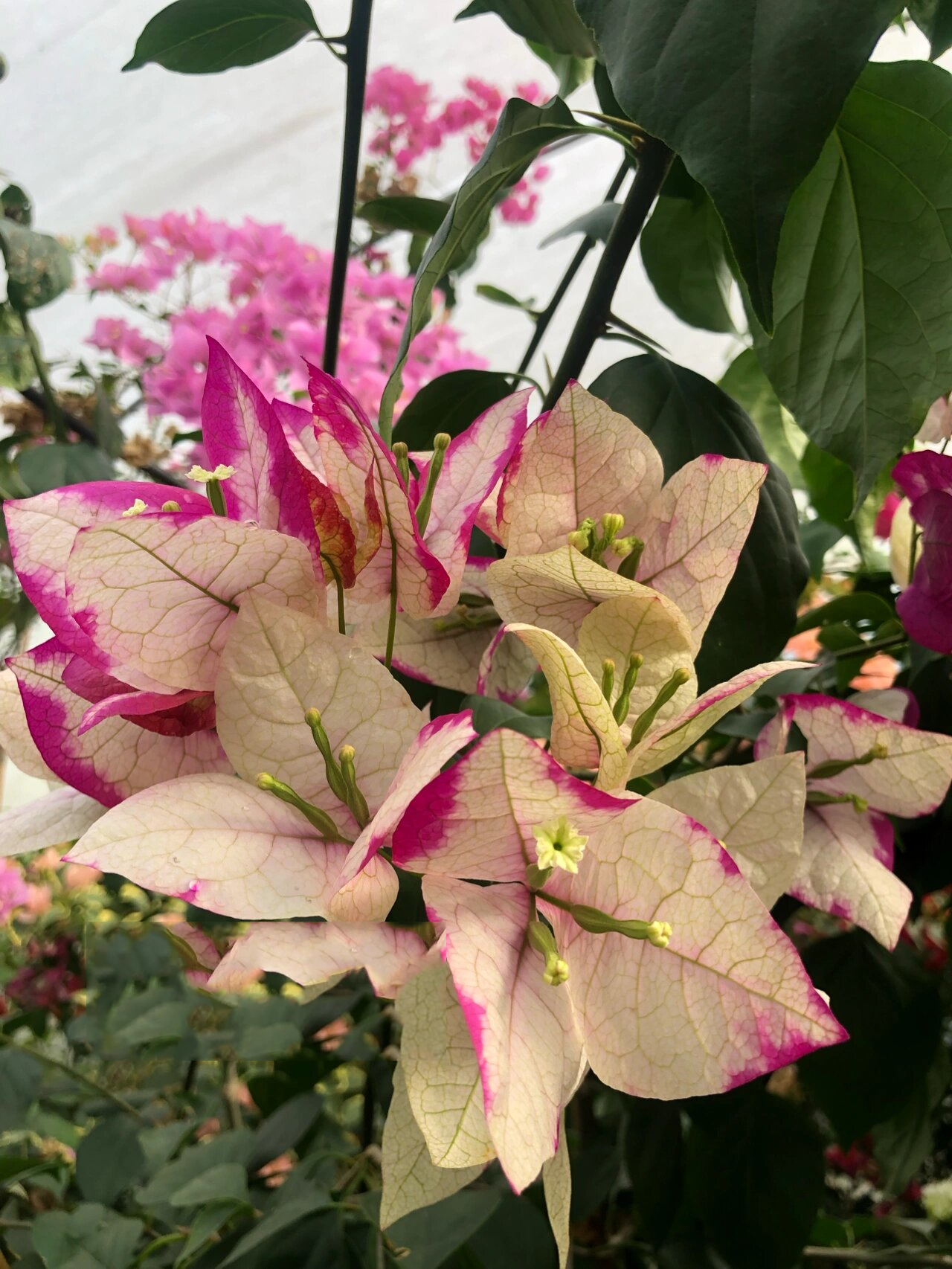 末代皇帝三角梅变异后的新品种 变异这个品种的主人视频上都还挂着