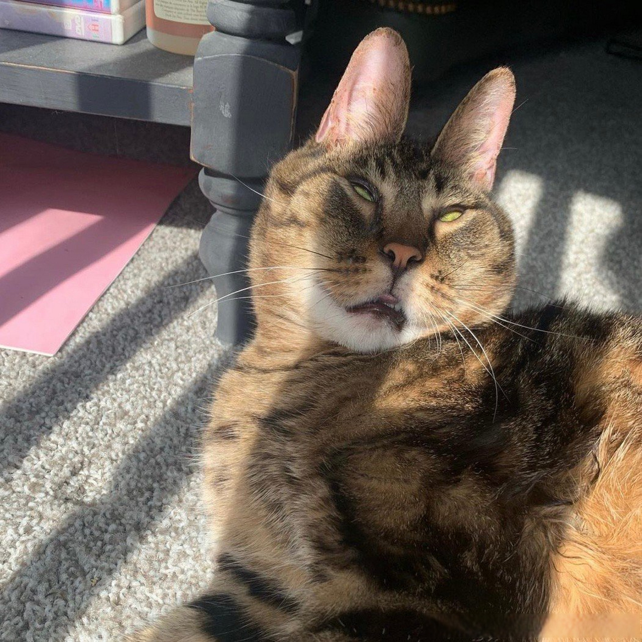 兔耳猫猫一看就是个大聪明.