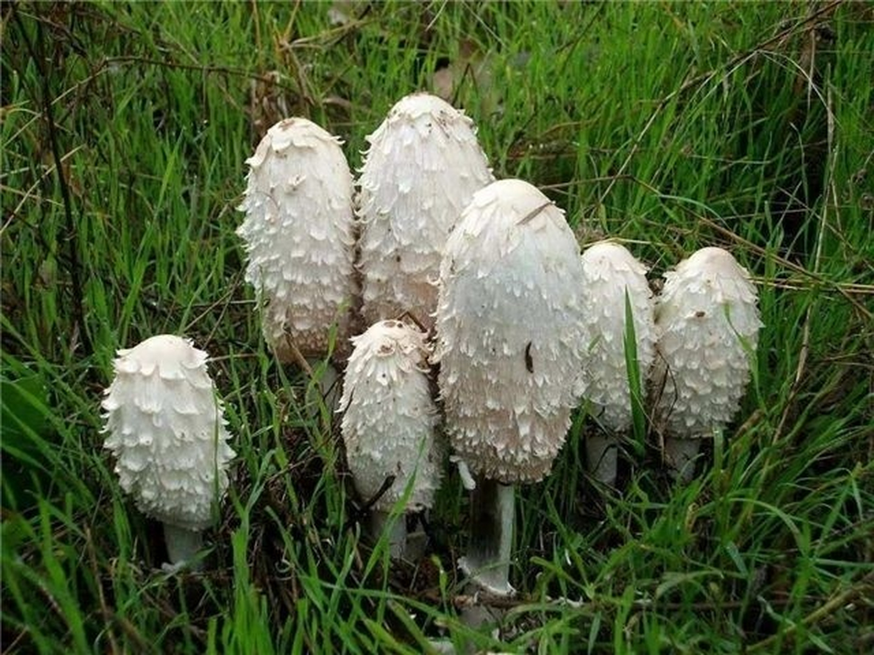 毛头鬼伞 毛头鬼伞,也叫鸡腿蘑,毛鬼伞,刺蘑菇,属真菌门,担子菌亚门