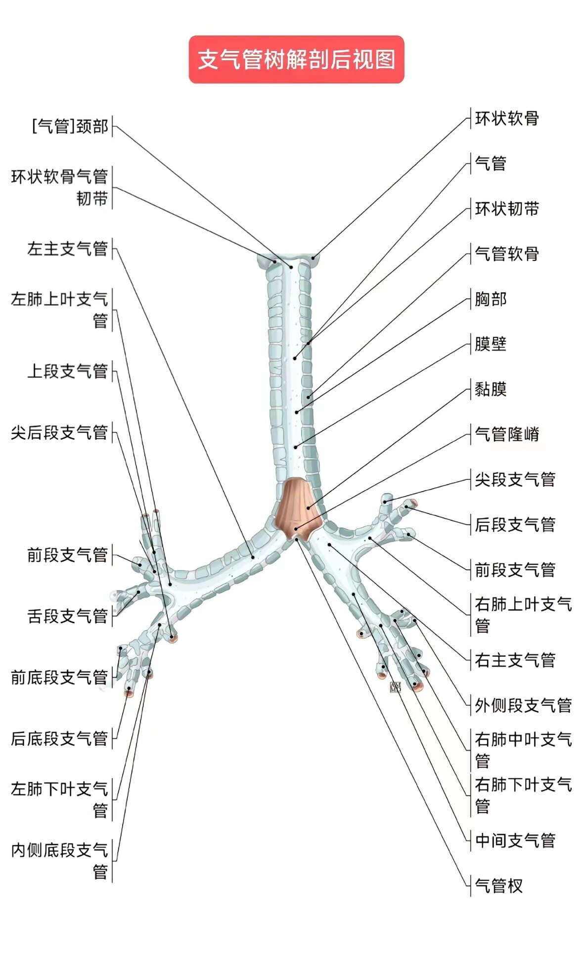 气管镜下的气管解剖图图片