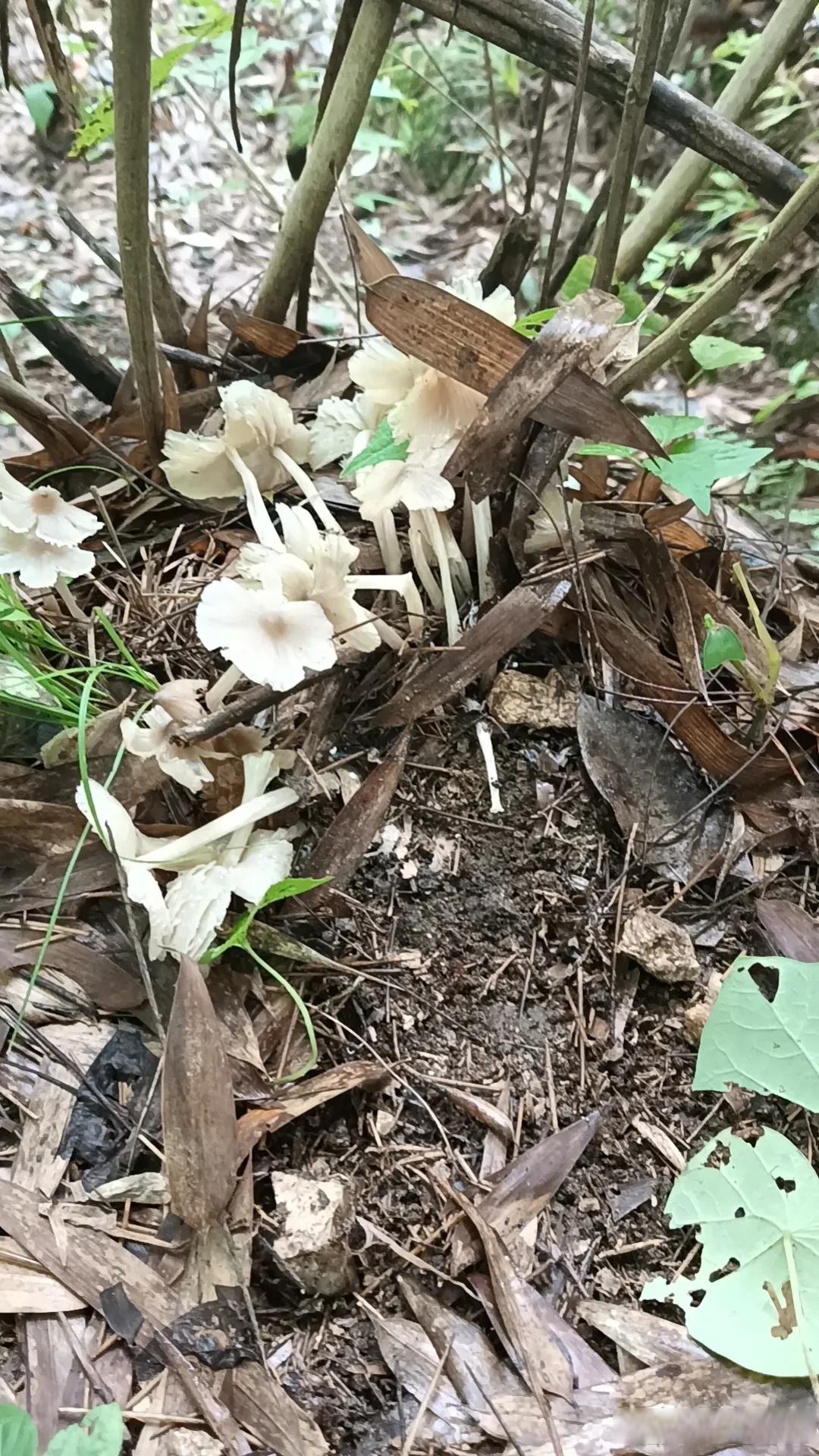 发财了发财了 本来想找一些金蝉花,没想到看见了大片鸡枞花,简直是要